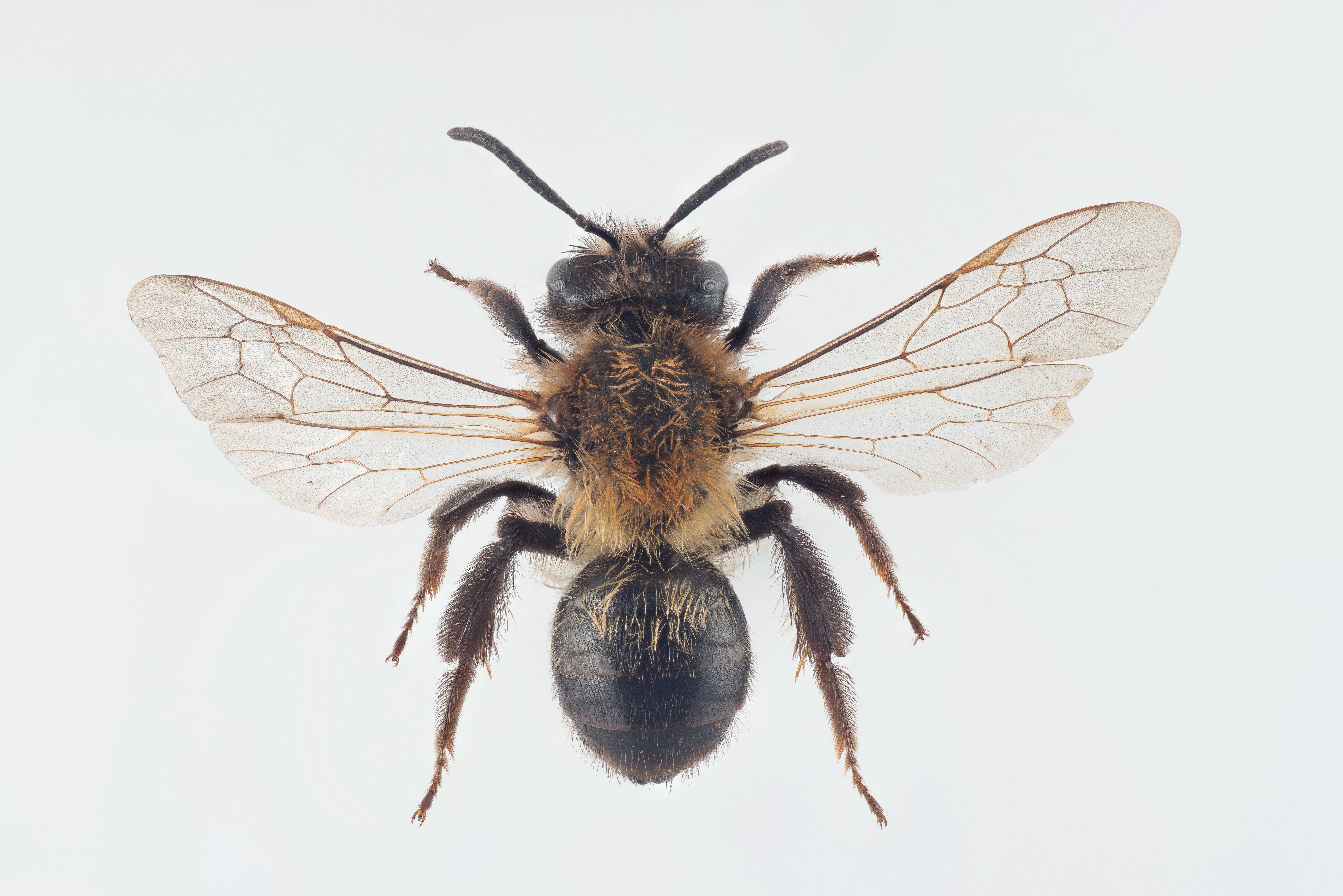 : Andrena lapponica.