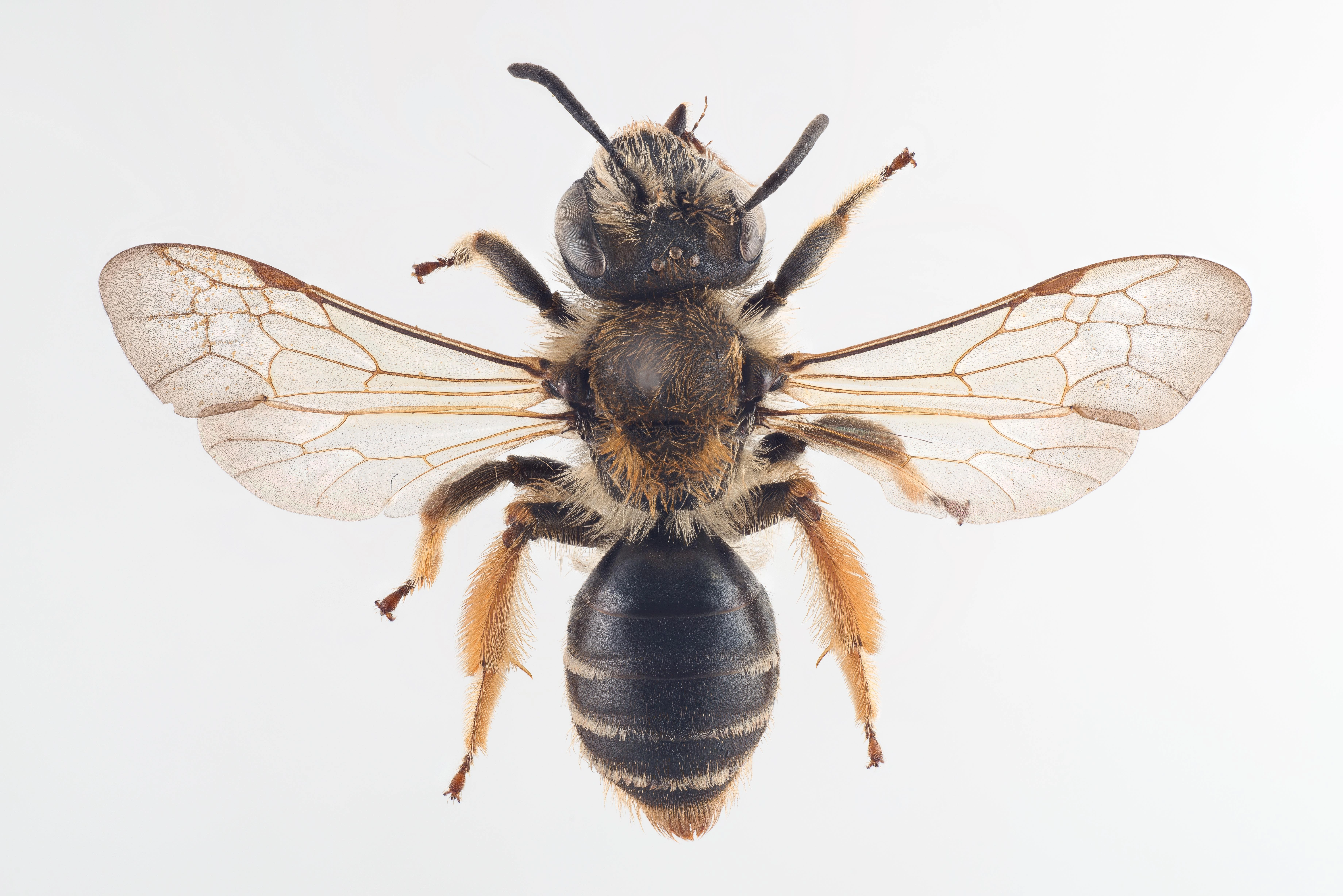 : Andrena lathyri.