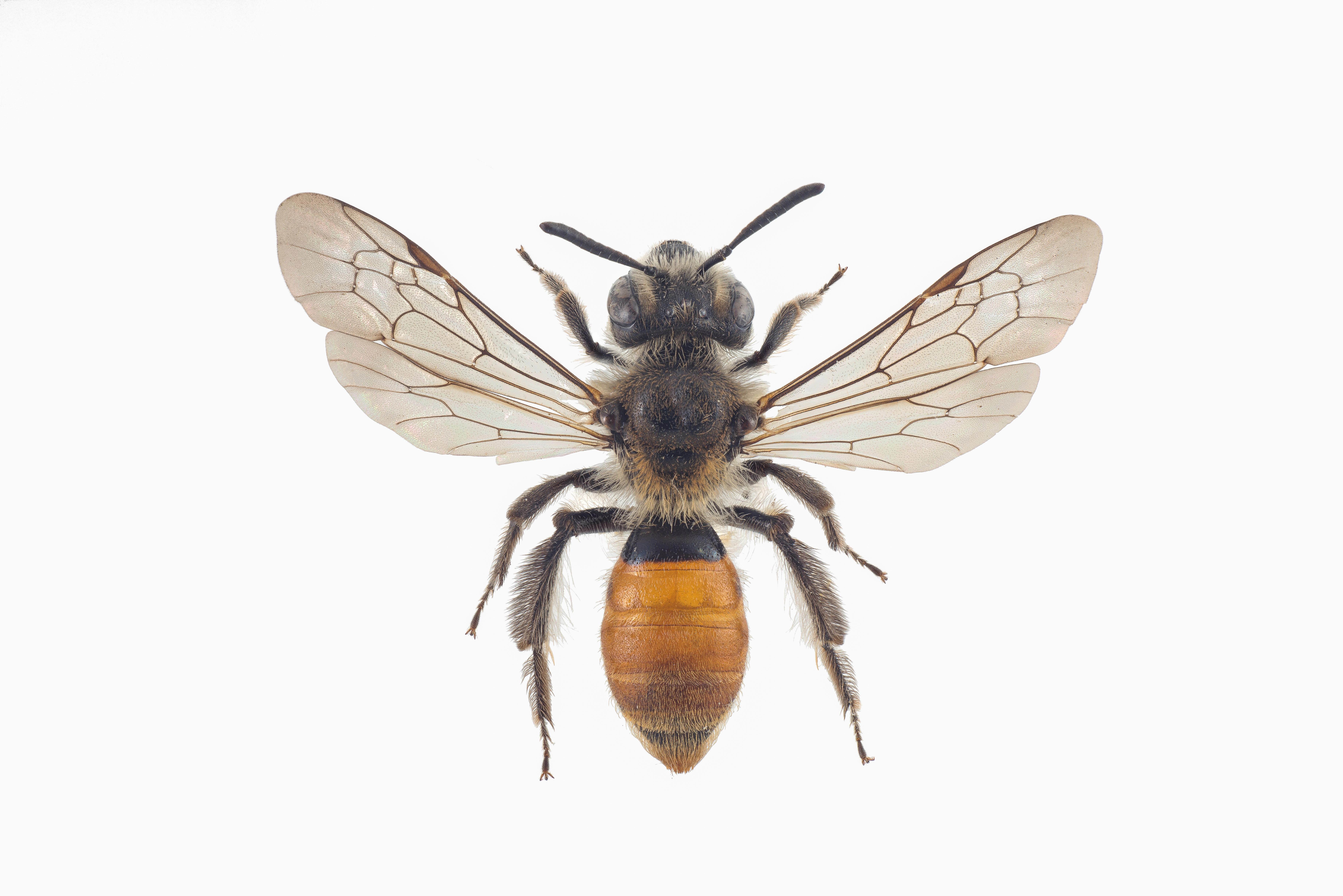 : Andrena marginata.