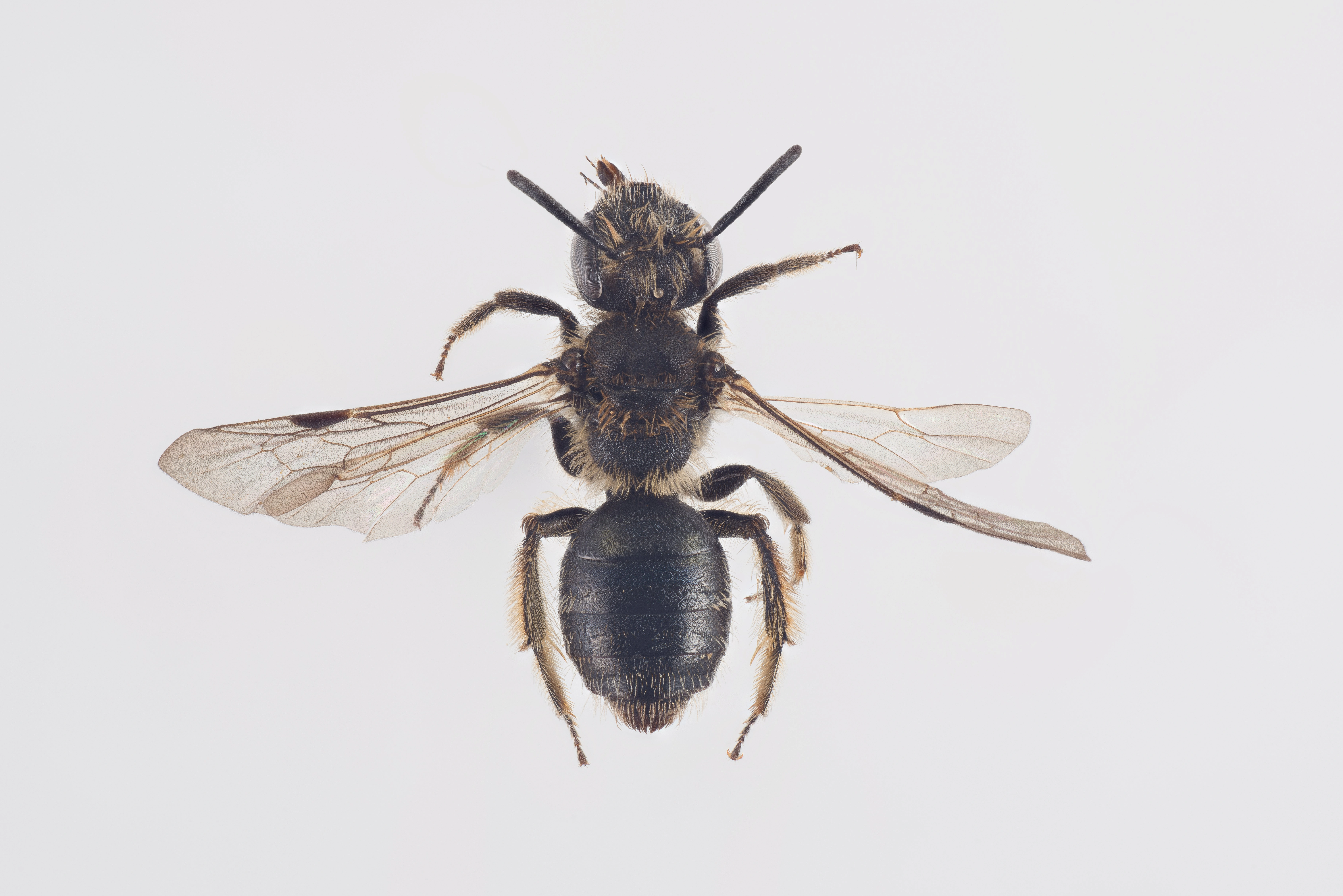 : Andrena minutula.