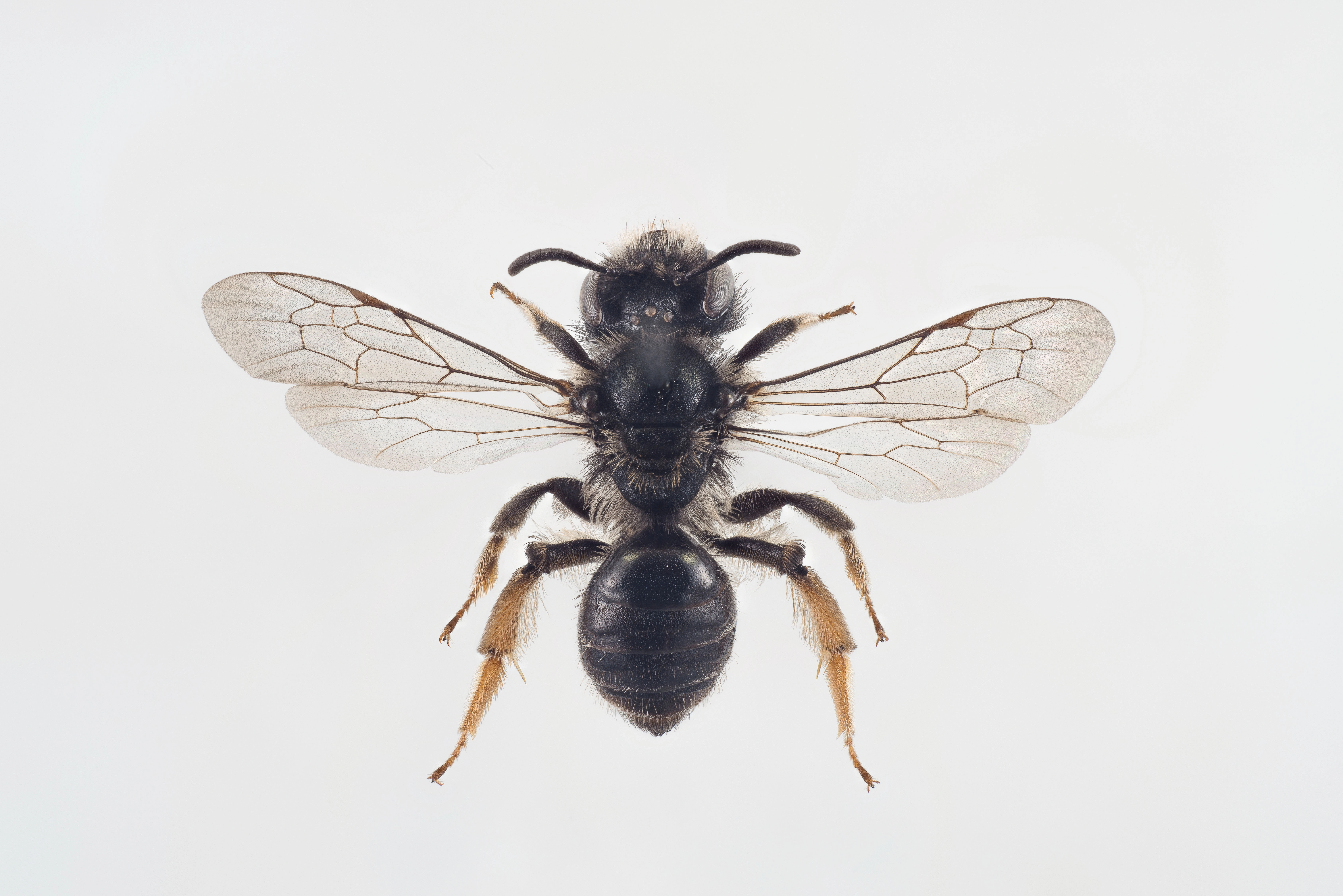 : Andrena tarsata.