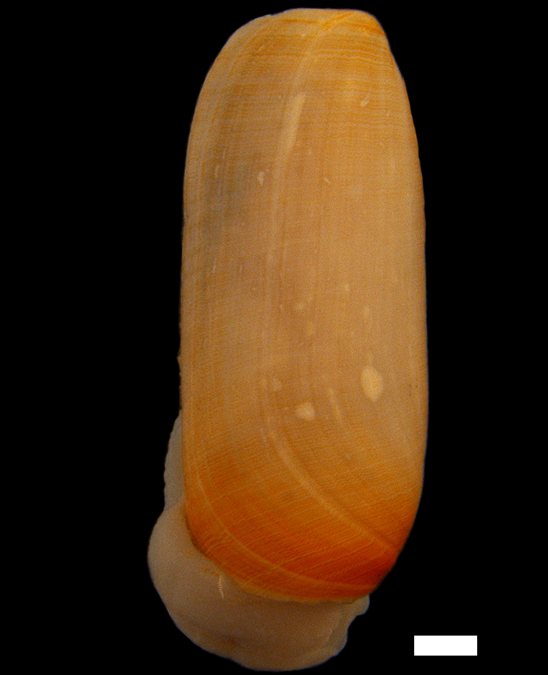 Boblesnegler: Cylichna cylindracea.