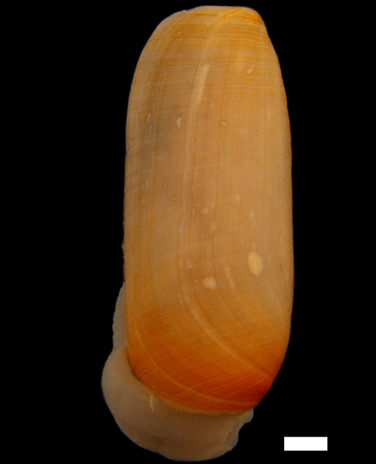 Snegler: Cylichna cylindracea.