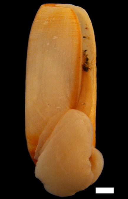 Boblesnegler: Cylichna cylindracea.