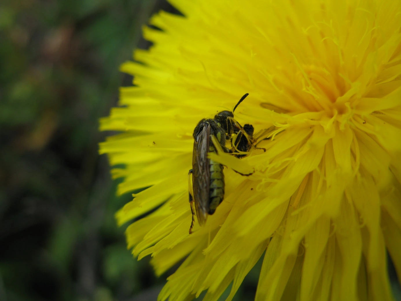 Plantevepser: Tenthredo brevicornis.