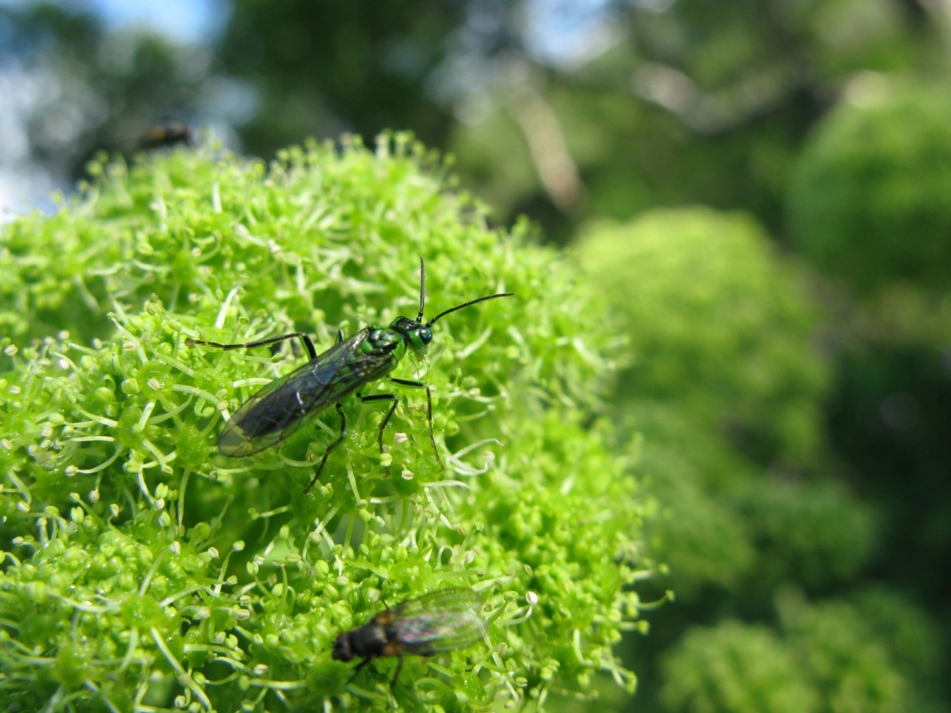 Bladvepser: Tenthredo olivacea.