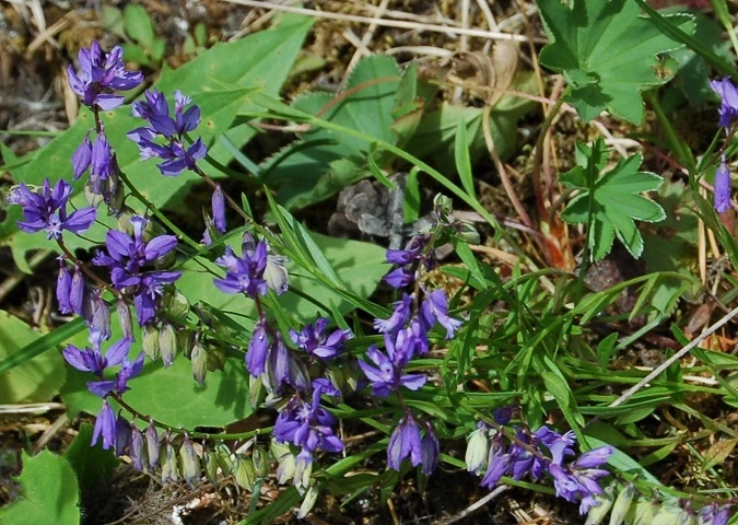 Blåfjærslekta.