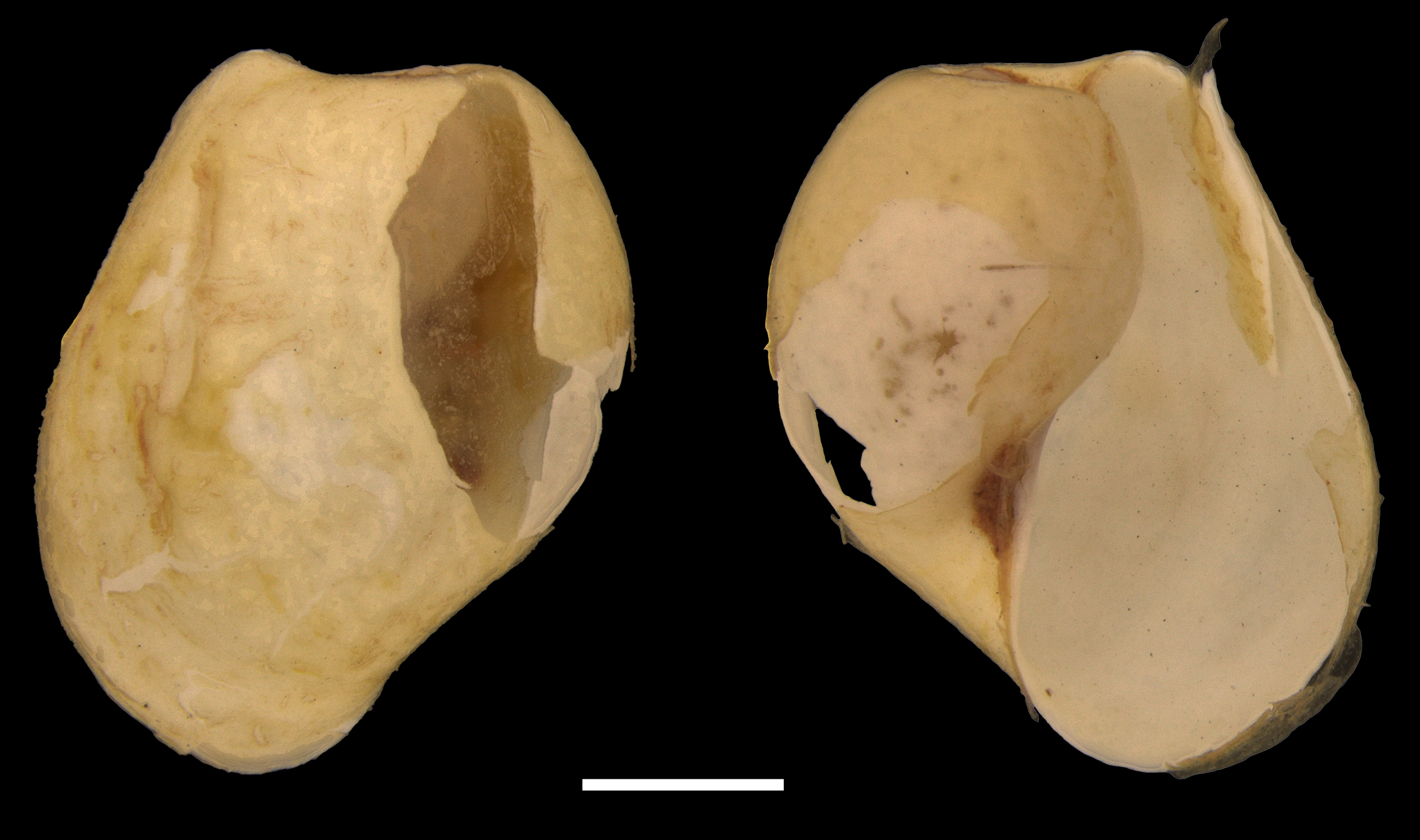 Snegler: Diaphana glacialis.