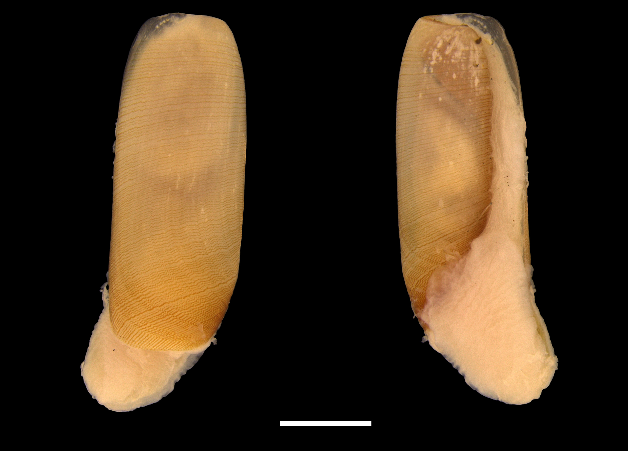 Boblesnegler: Cylichna cylindracea.