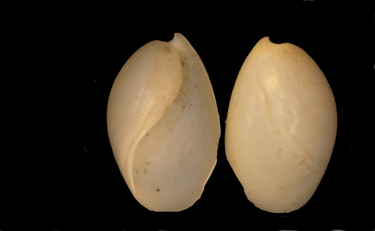 Snegler: Scaphander punctostriatus.