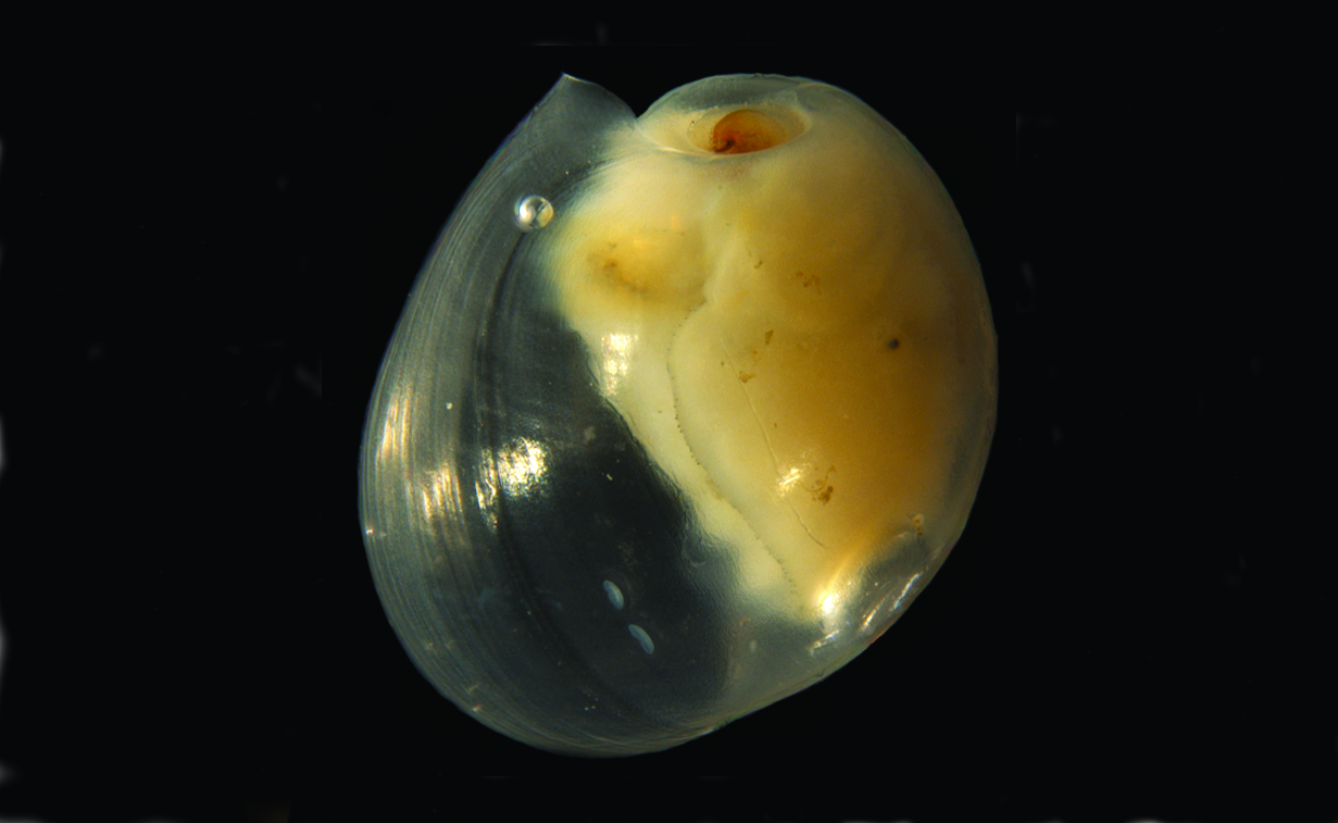 Snegler: Diaphana globosa.