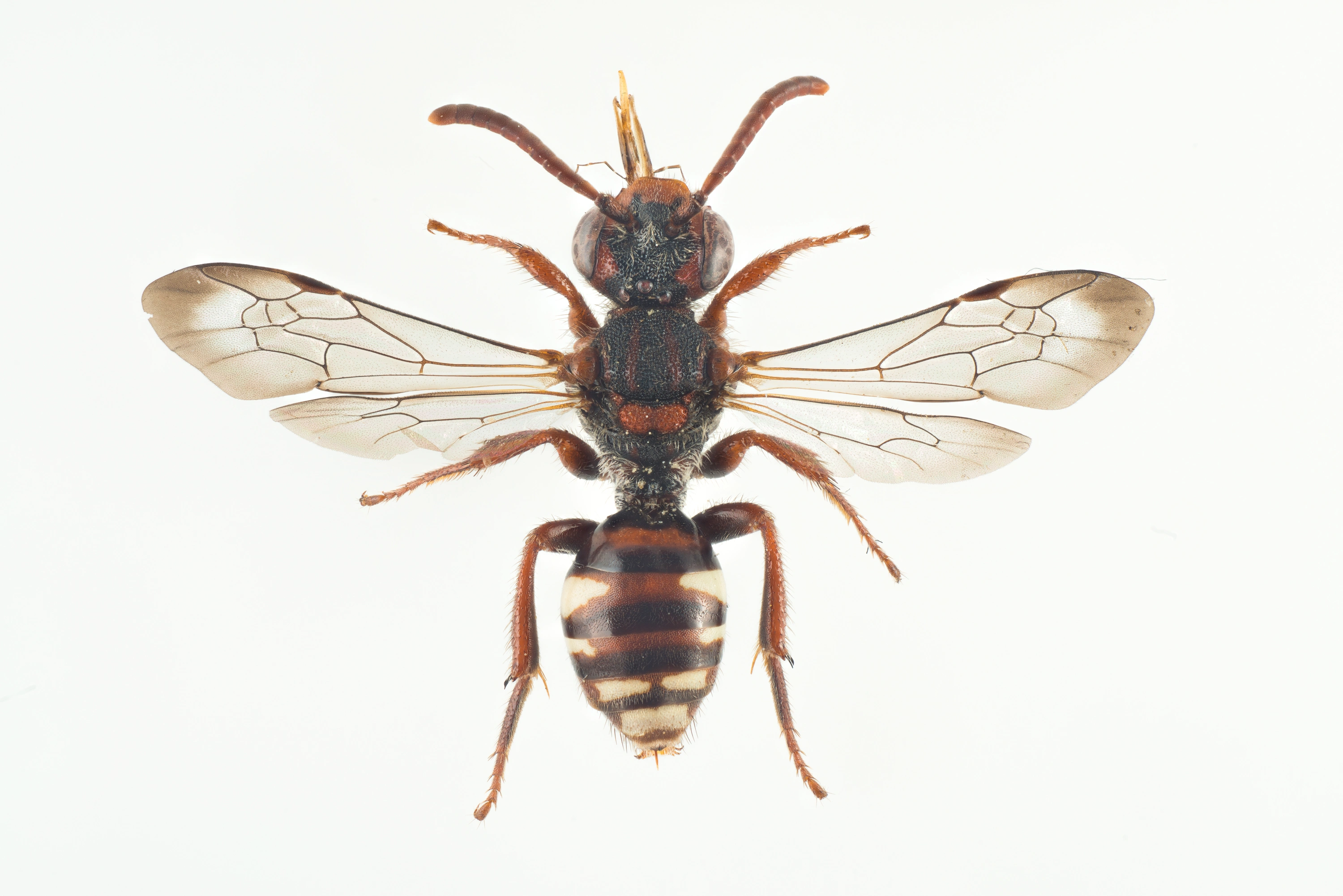 : Nomada baccata.