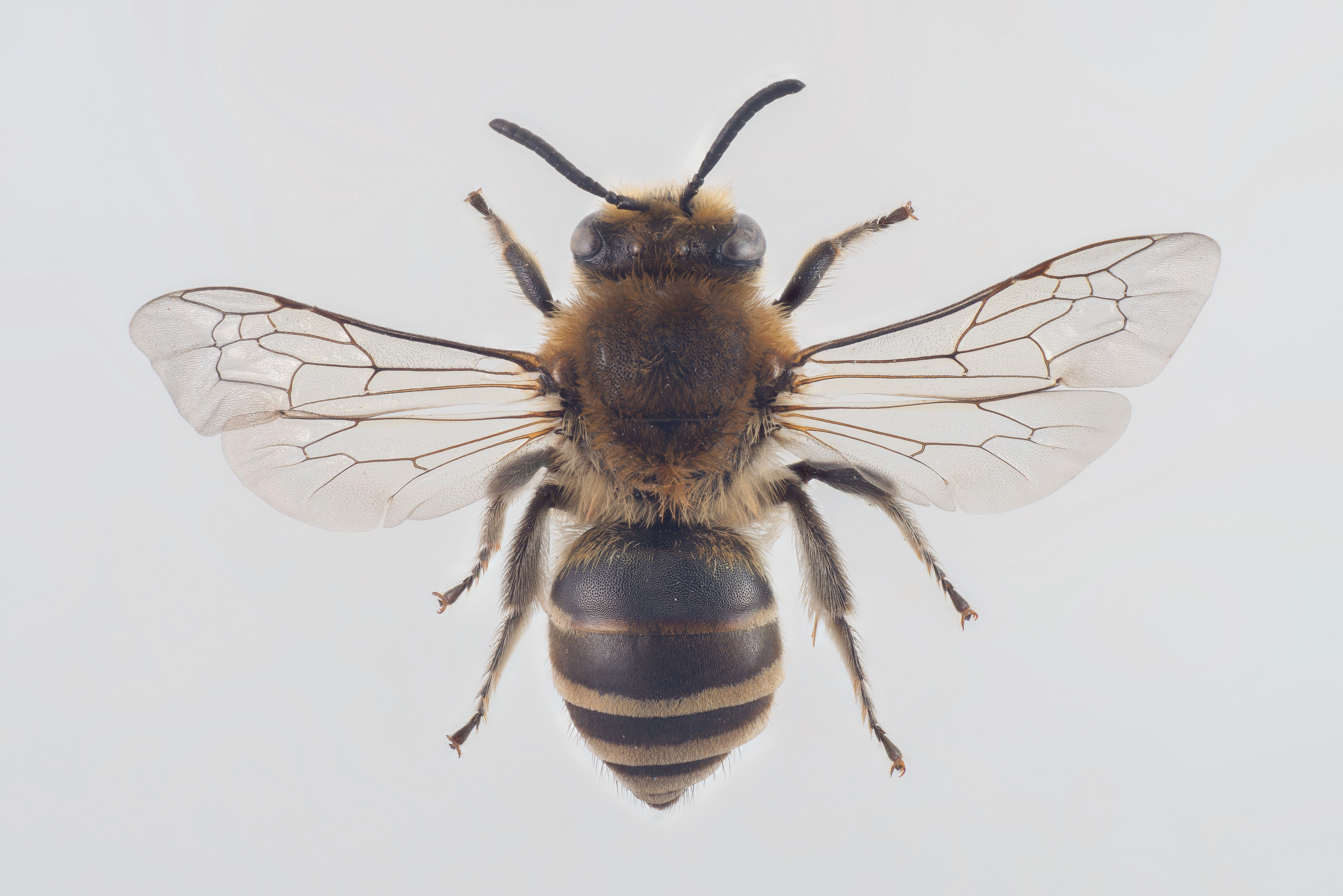 : Colletes succinctus.