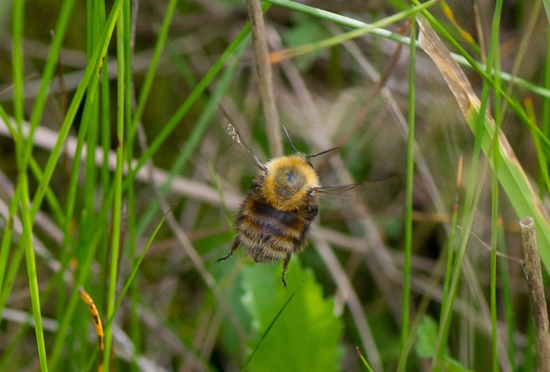 Bakkehumle.