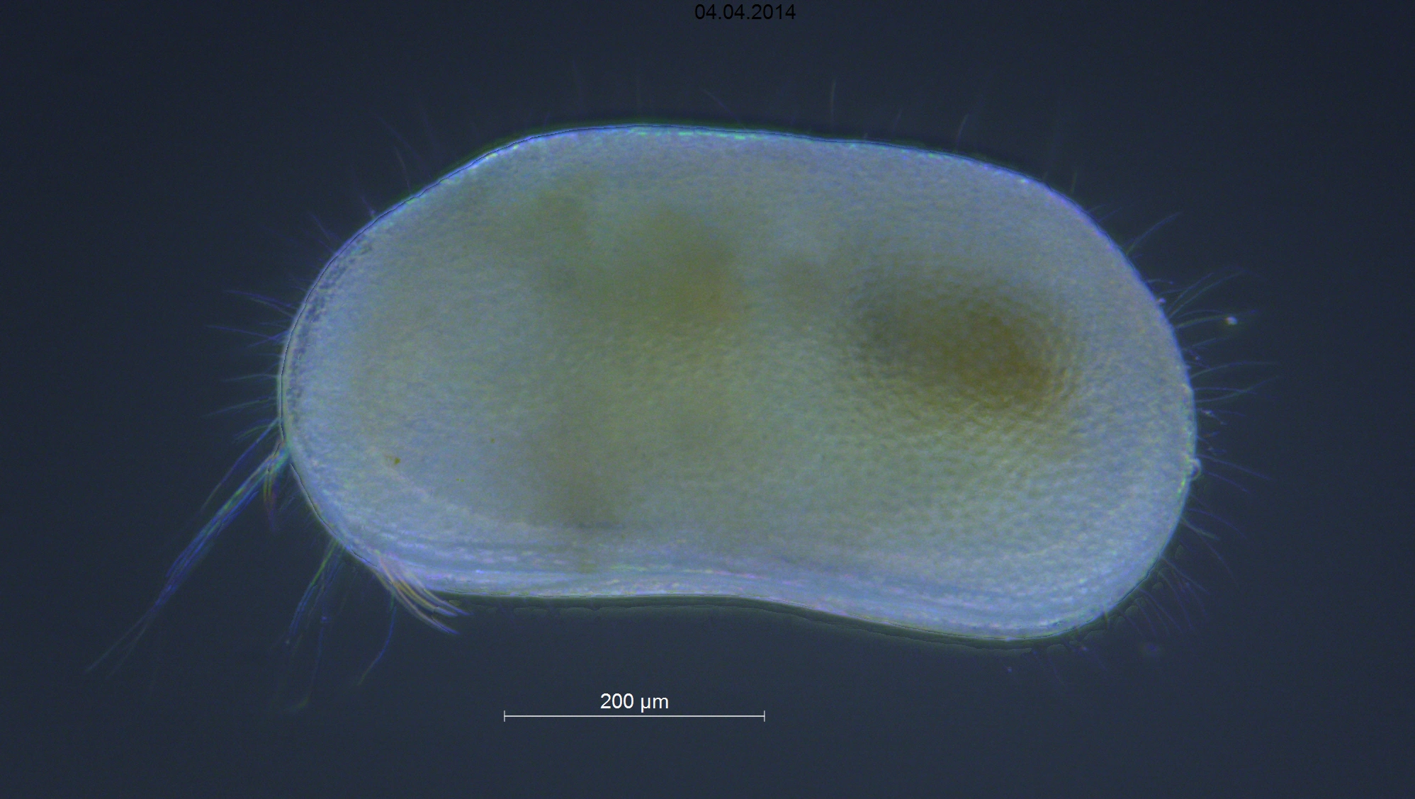 Muslingkreps: Pseudocandona albicans.