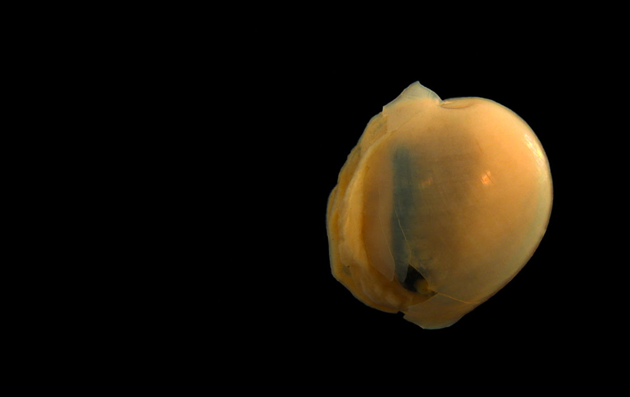 Snegler: Diaphana hiemalis.