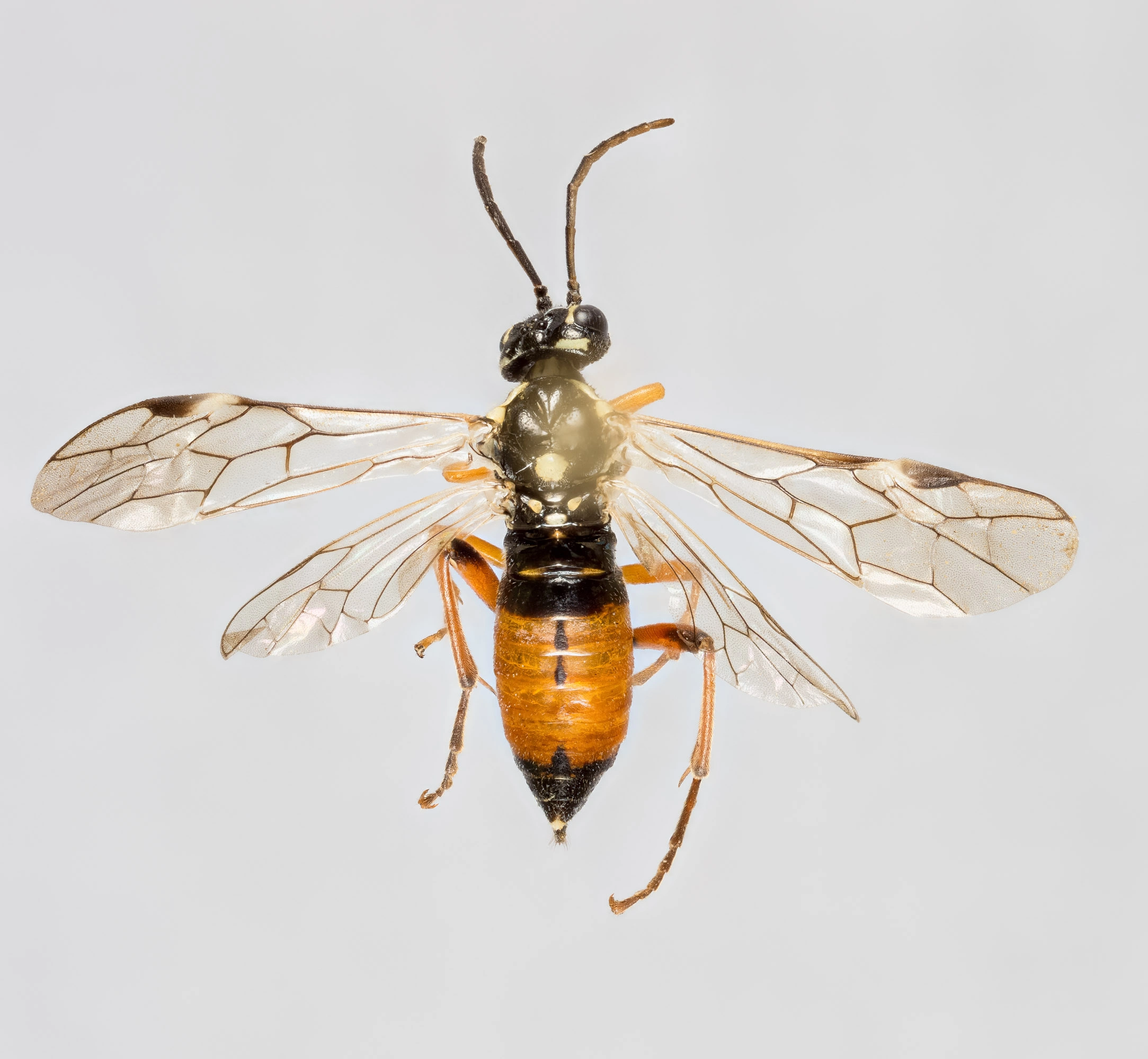 Vepser: Tenthredopsis ornata.