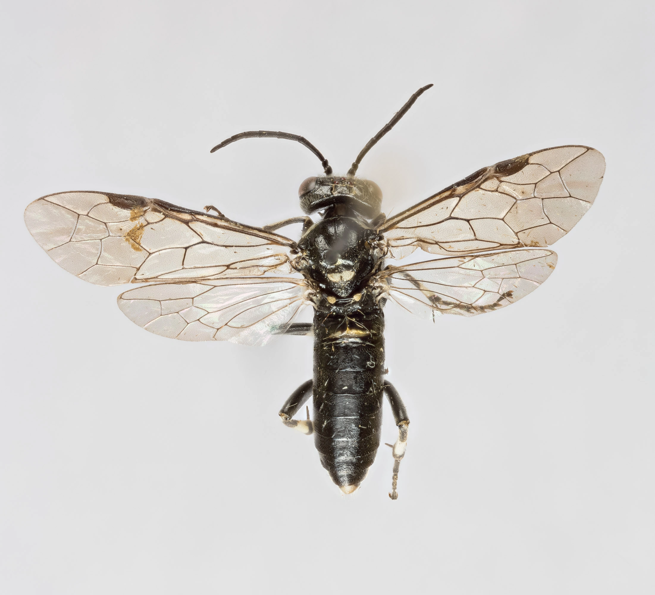 Vepser: Macrophya albicincta.