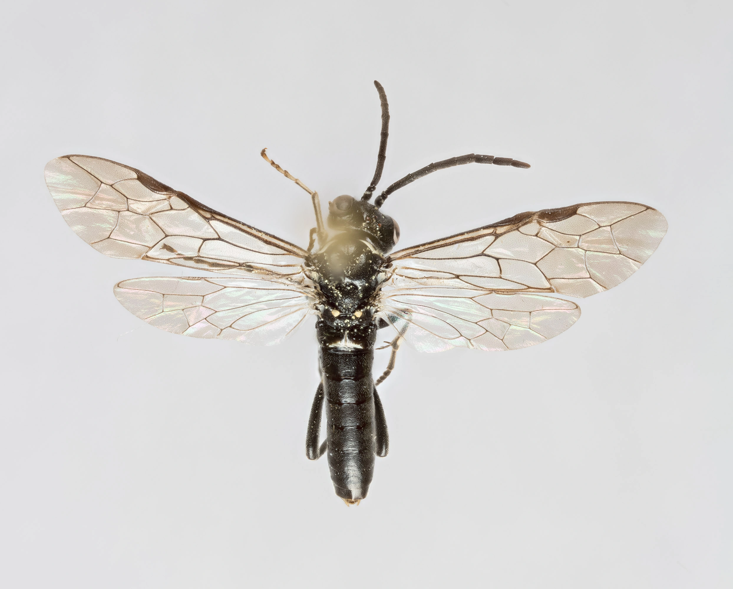 Bladvepser: Macrophya albicincta.