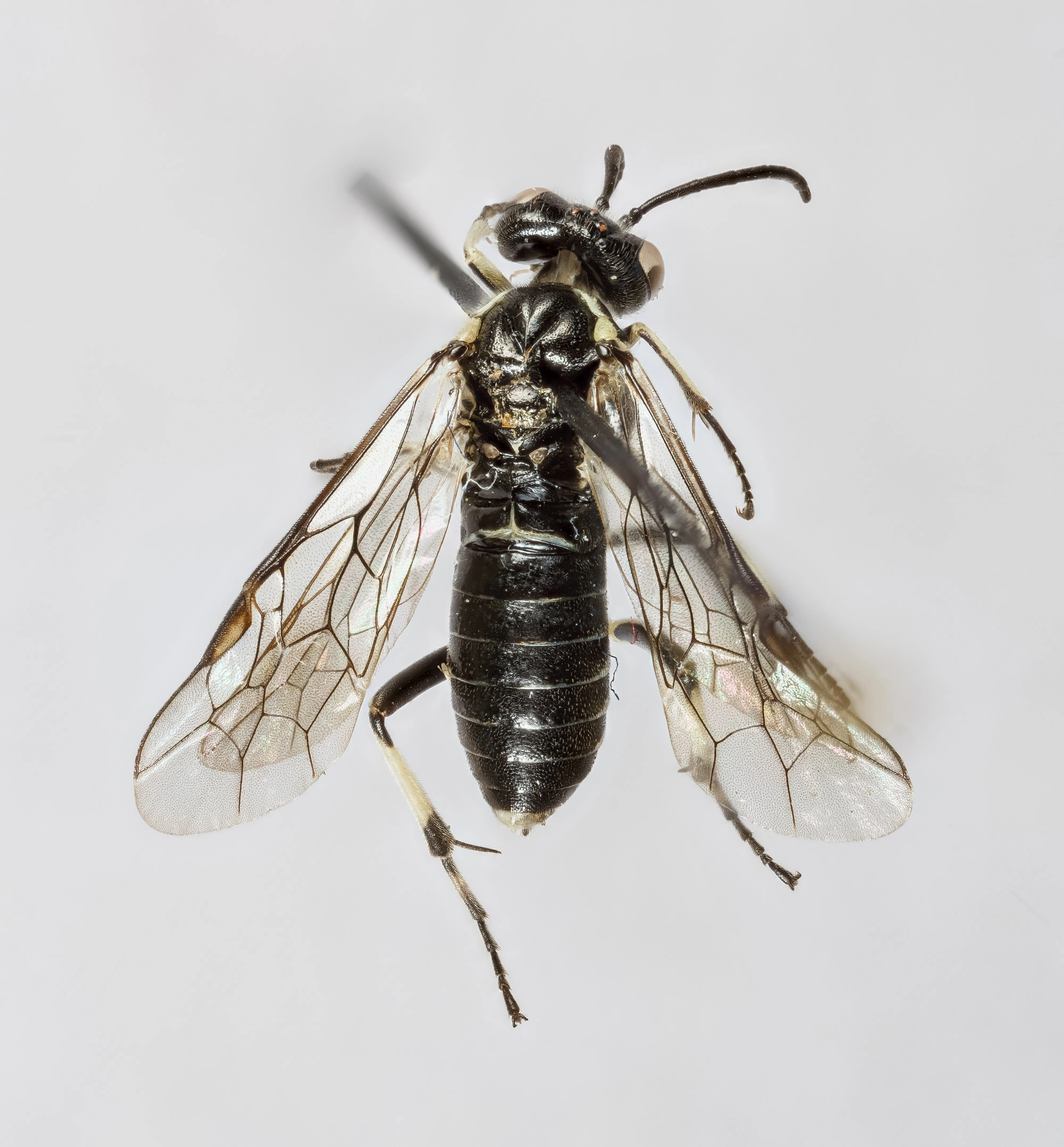 Vepser: Macrophya albipuncta.