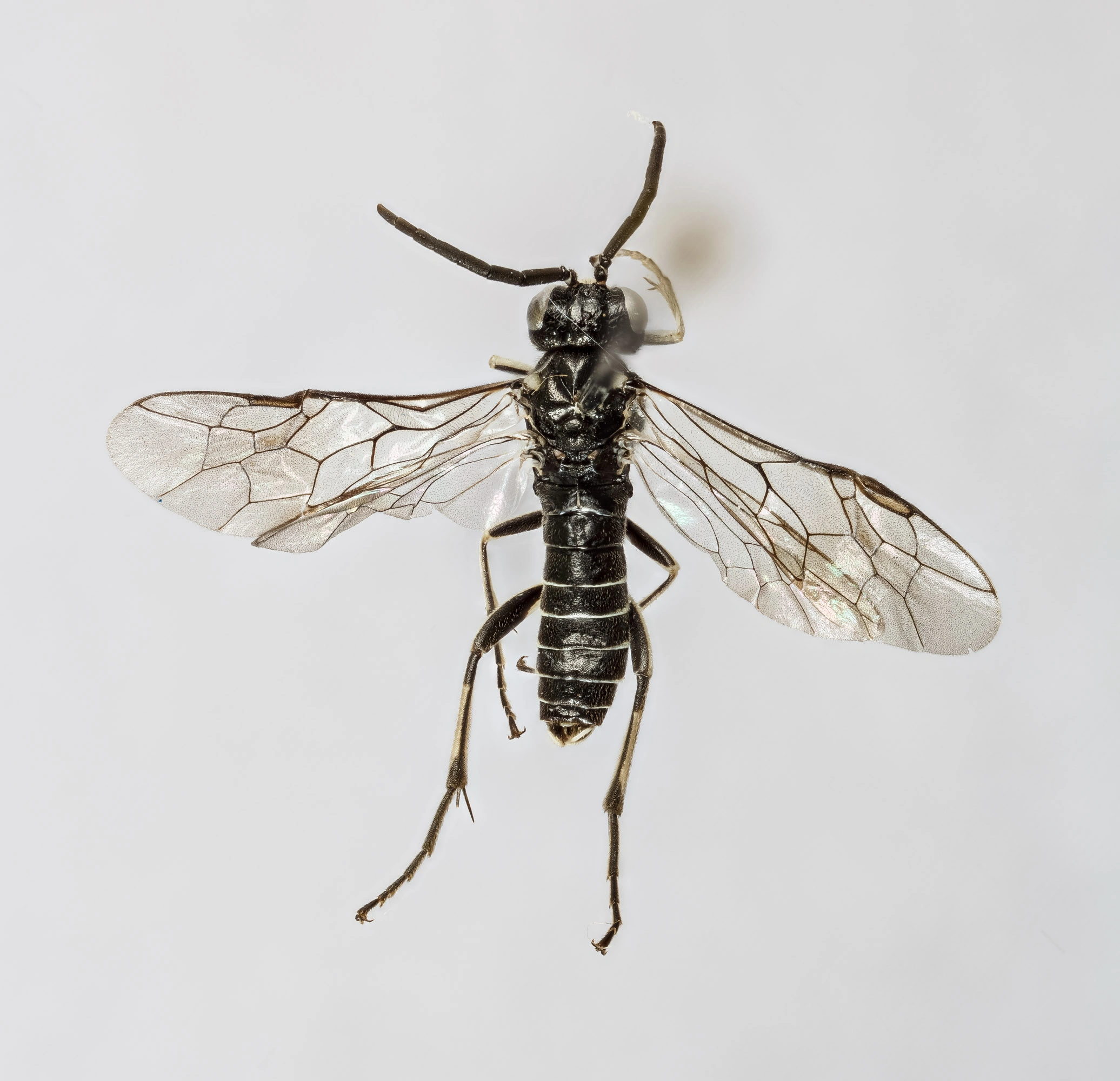 Bladvepser: Macrophya albipuncta.