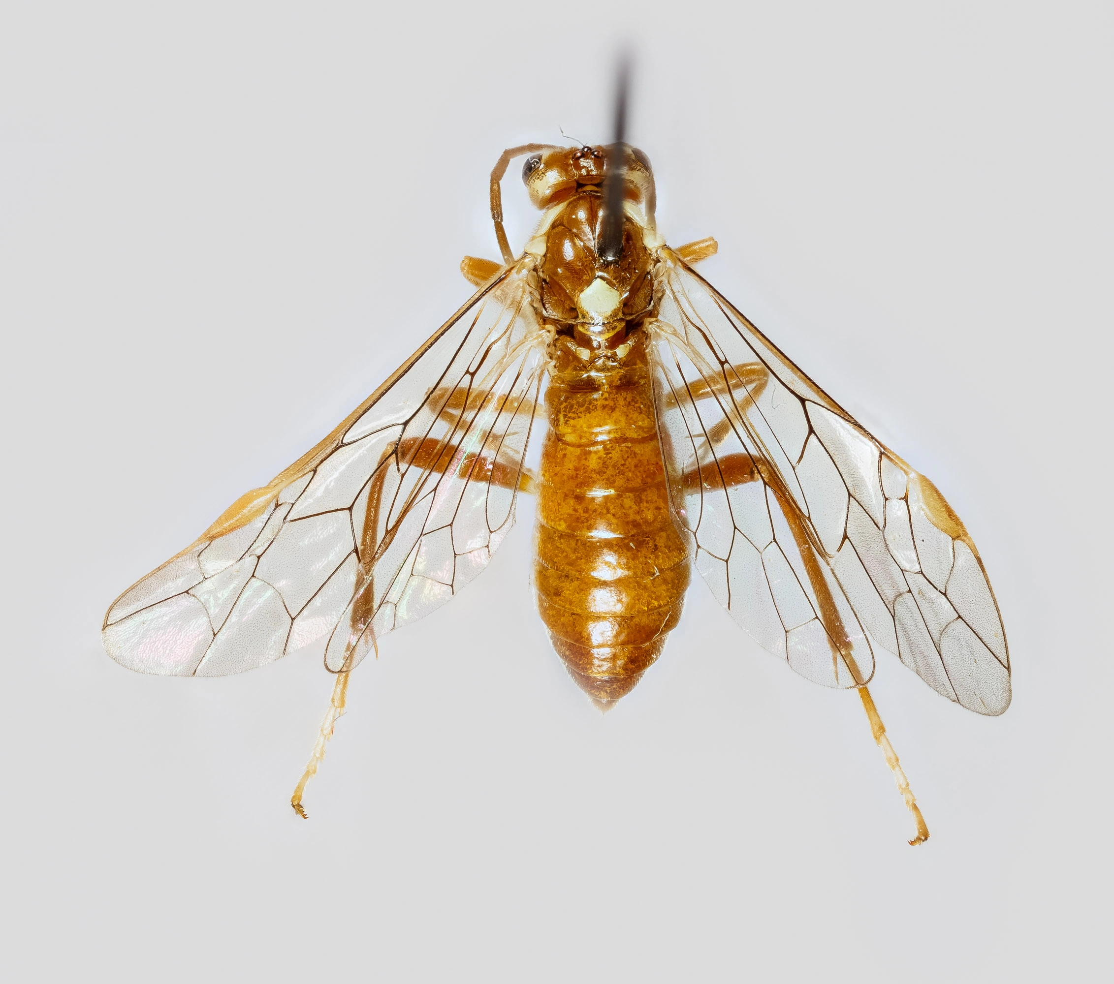 Bladvepser: Tenthredopsis auriculata.