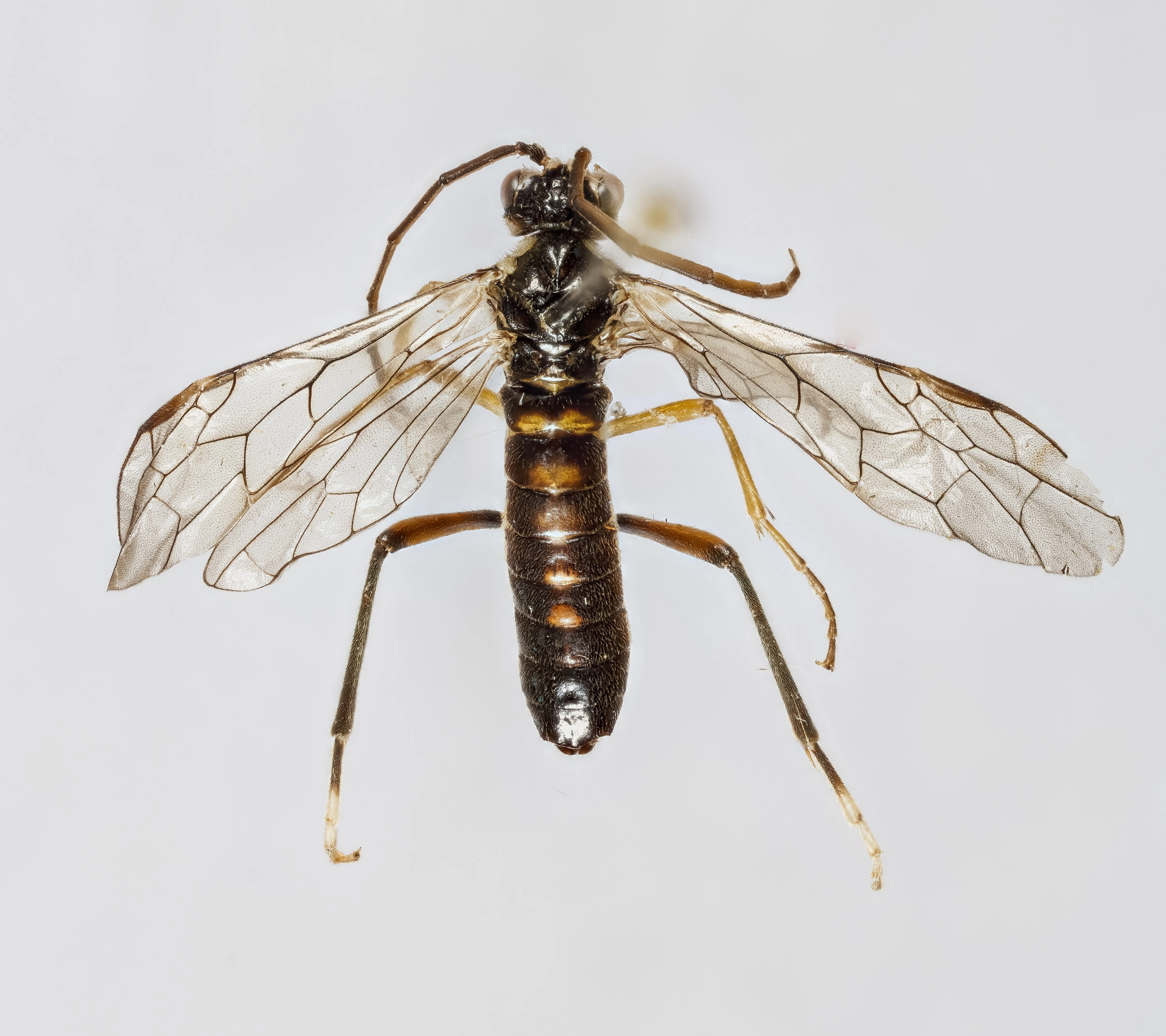 Bladvepser: Tenthredopsis auriculata.