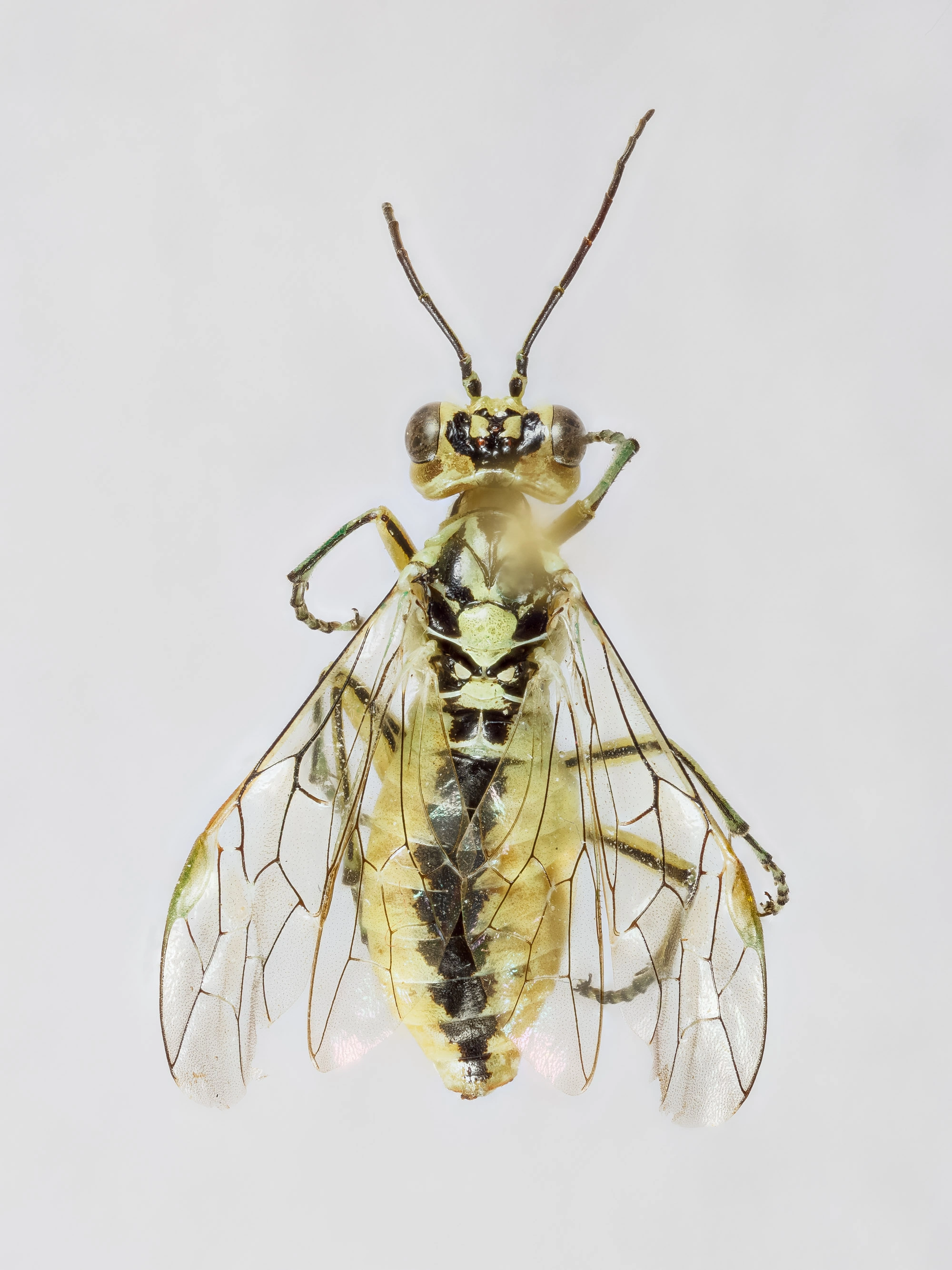 : Rhogogaster chlorosoma.