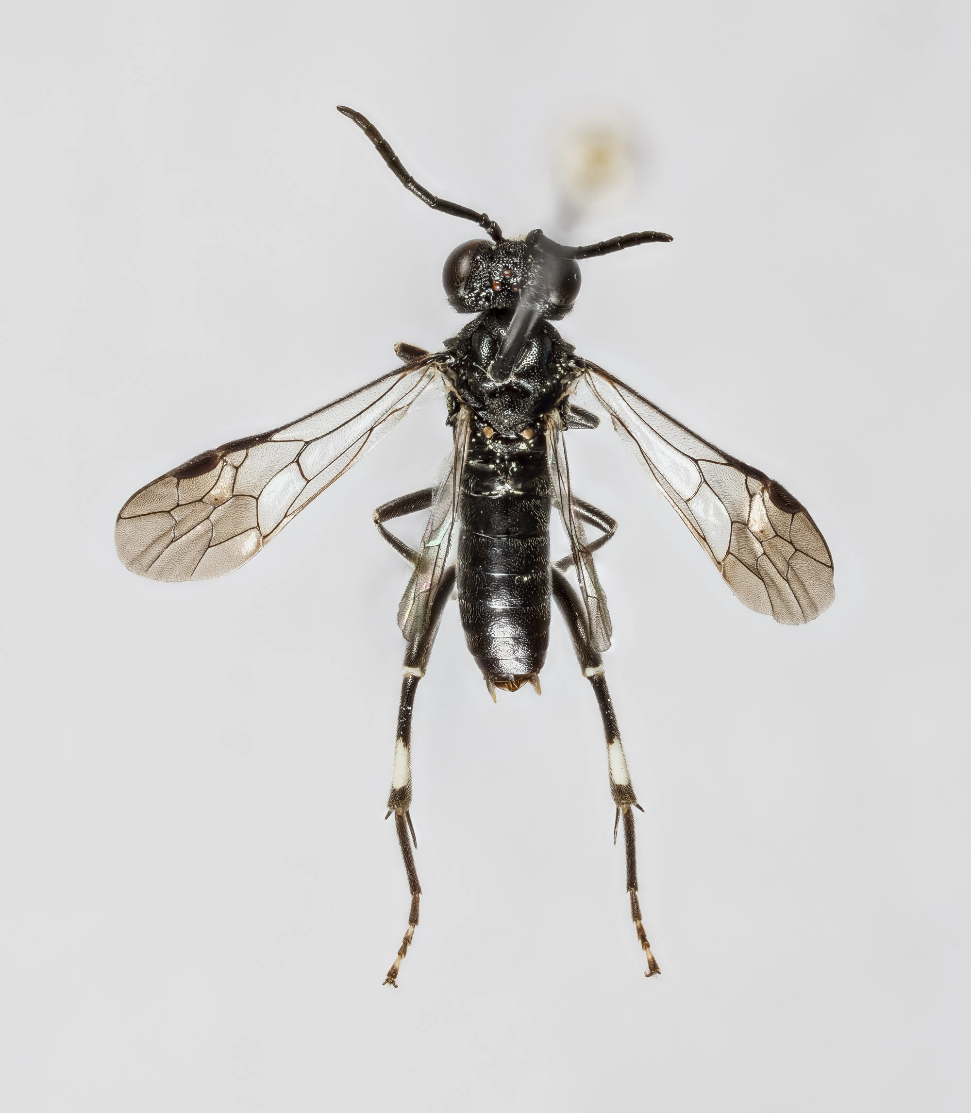 : Macrophya ribis.