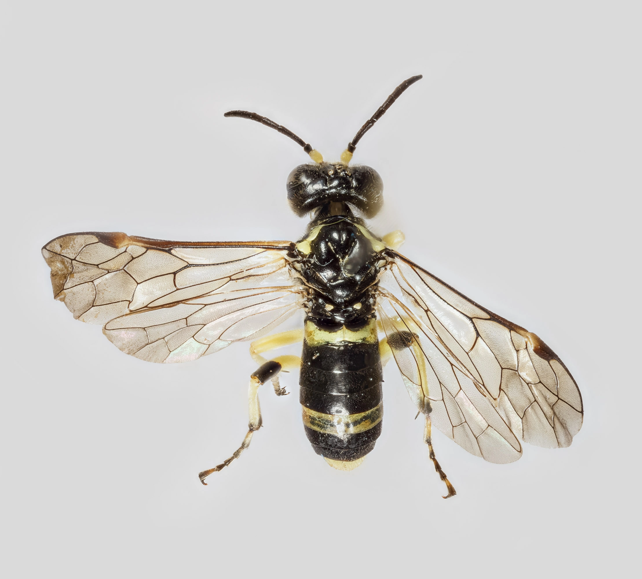 : Tenthredo zonula.