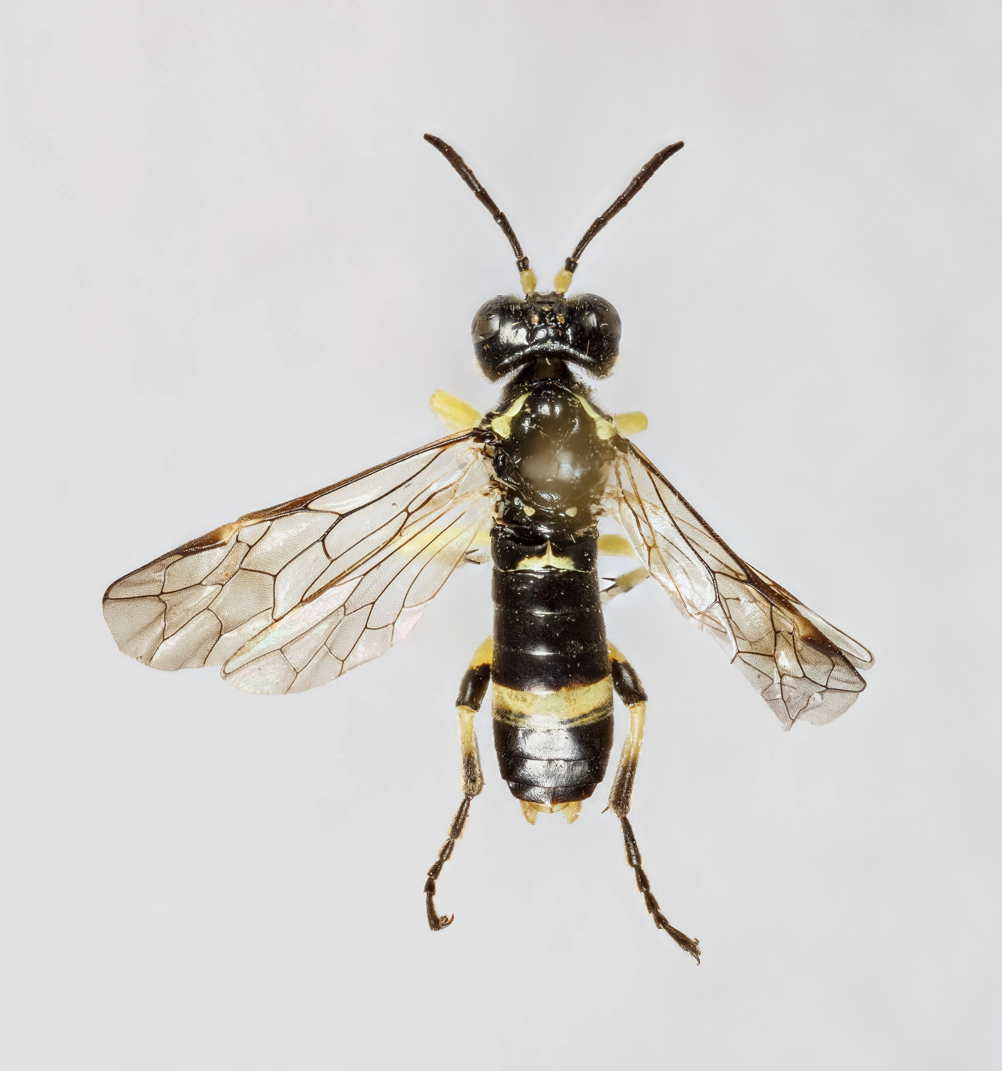 : Tenthredo zonula.