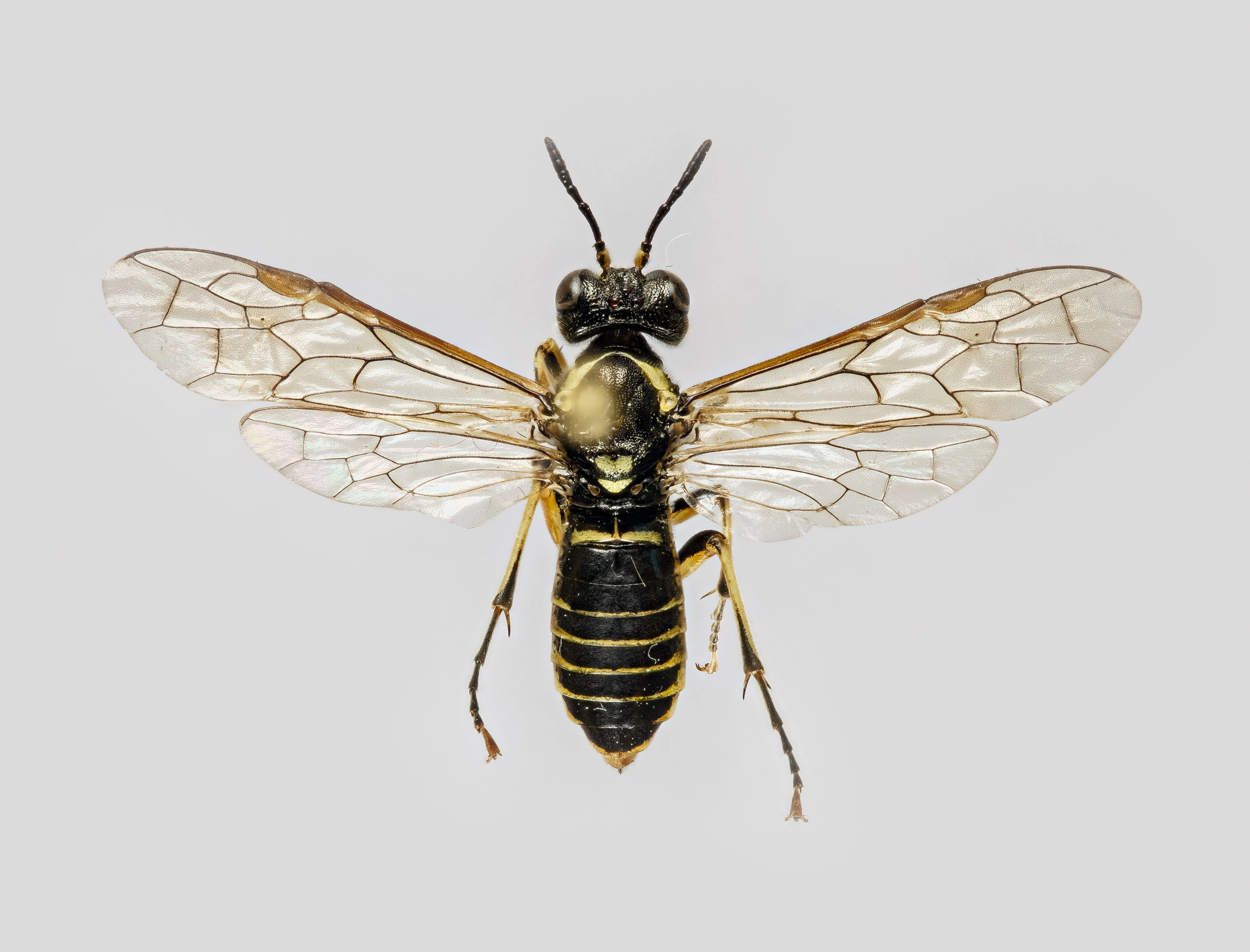 : Tenthredo arcuata.