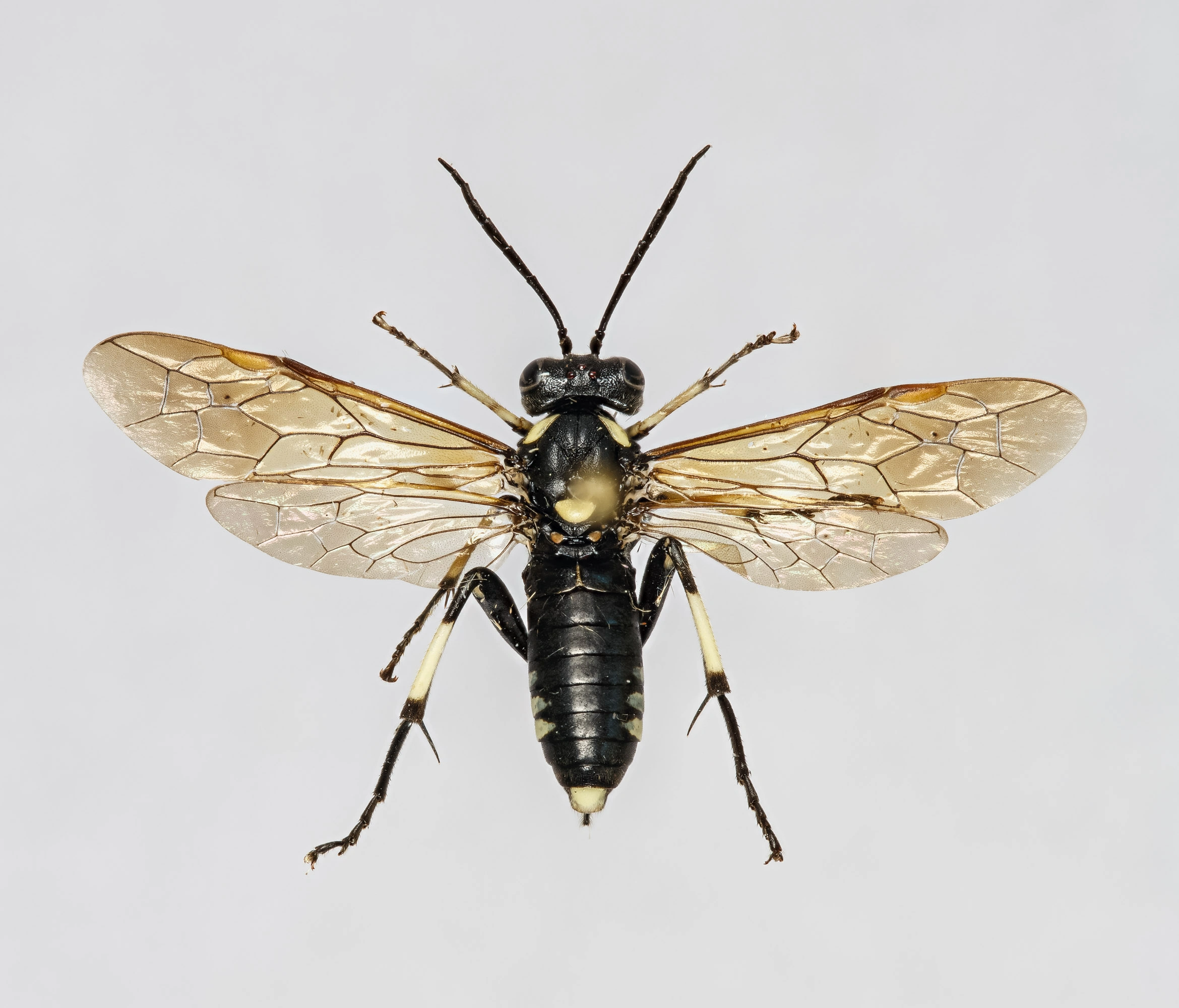Vepser: Macrophya duodecimpunctata.
