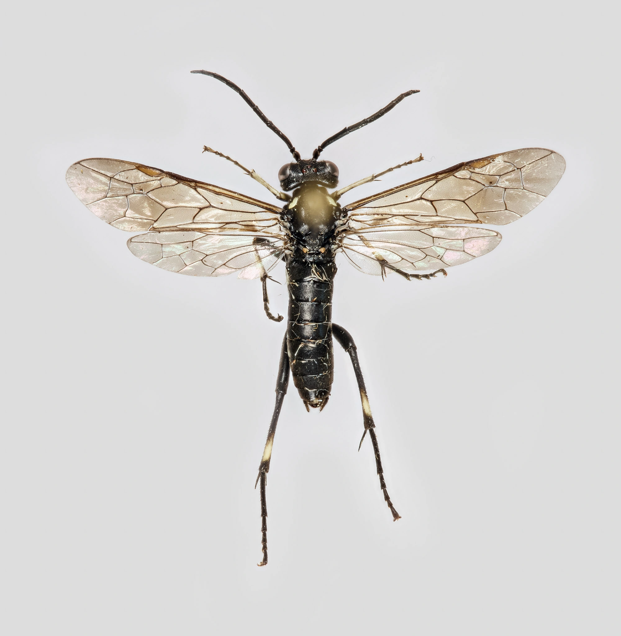 Bladvepser: Macrophya duodecimpunctata.