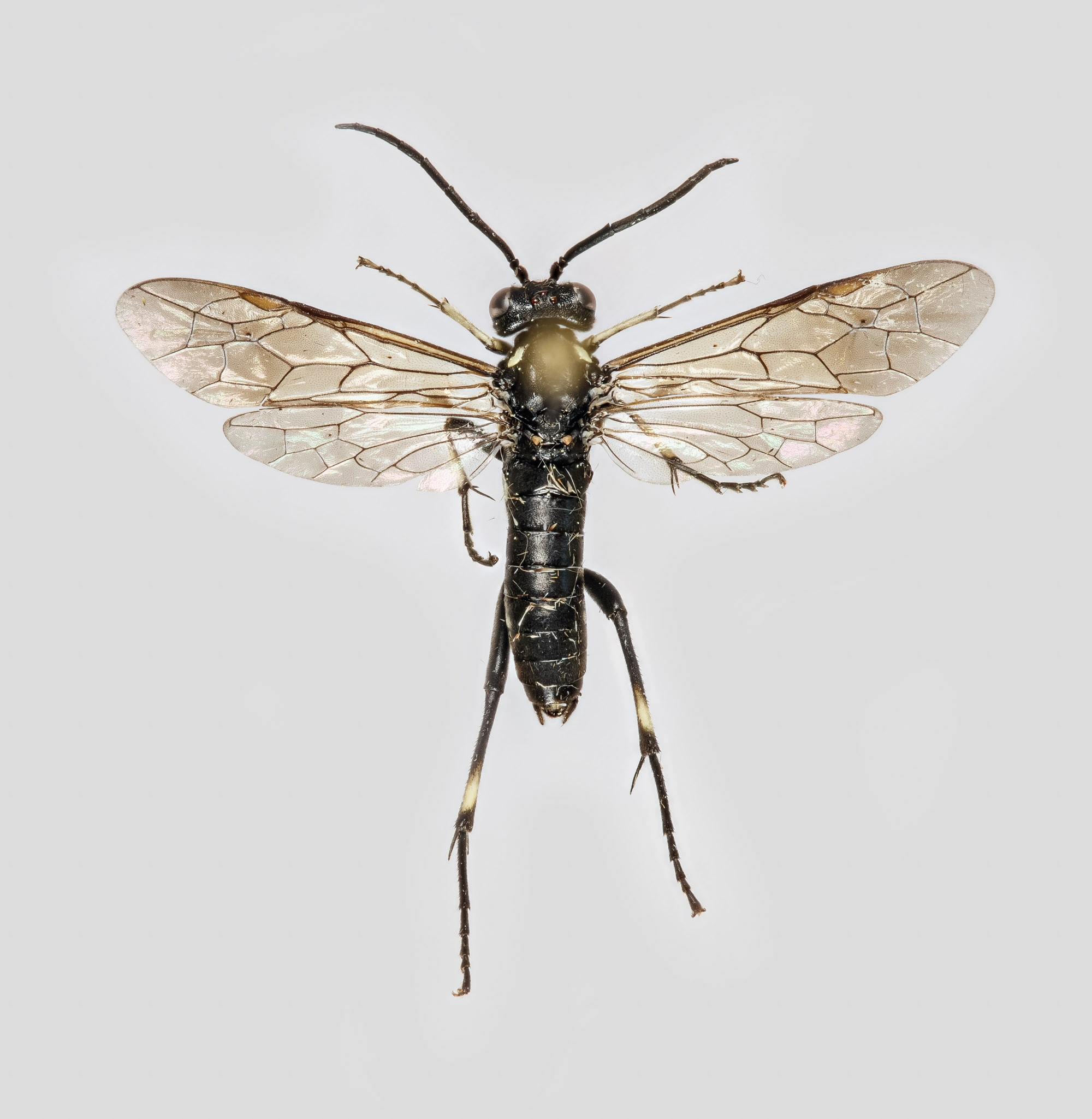 Vepser: Macrophya duodecimpunctata.