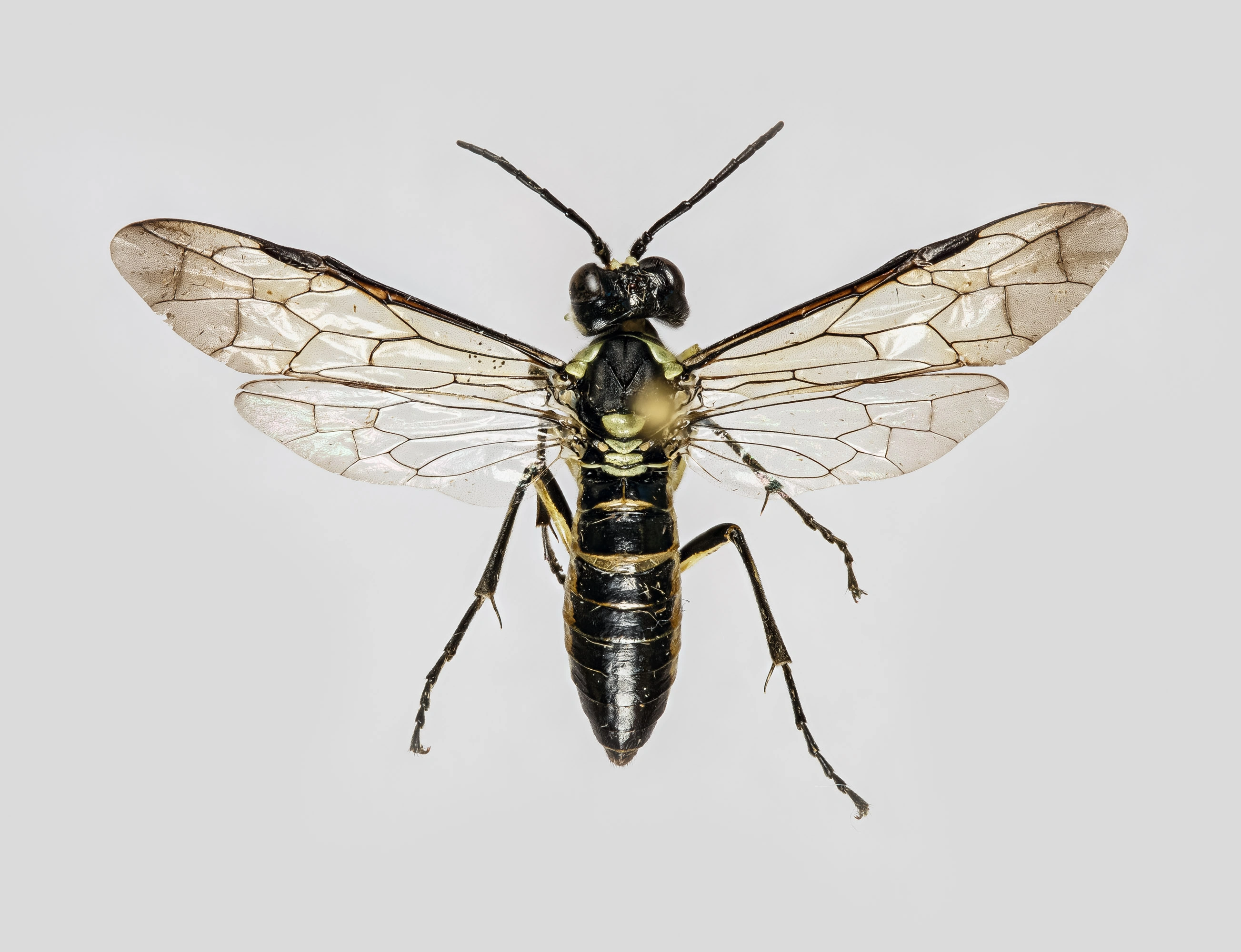 Bladvepser: Tenthredo (Eurogaster) mesomela.