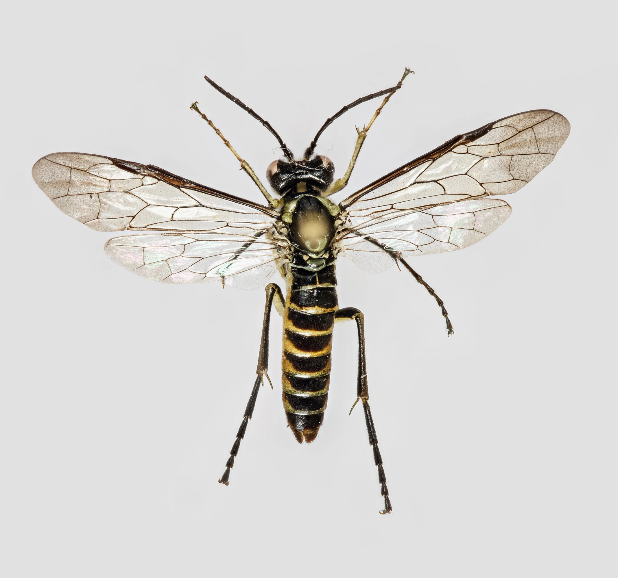 Bladvepser: Tenthredo (Eurogaster) mesomela.