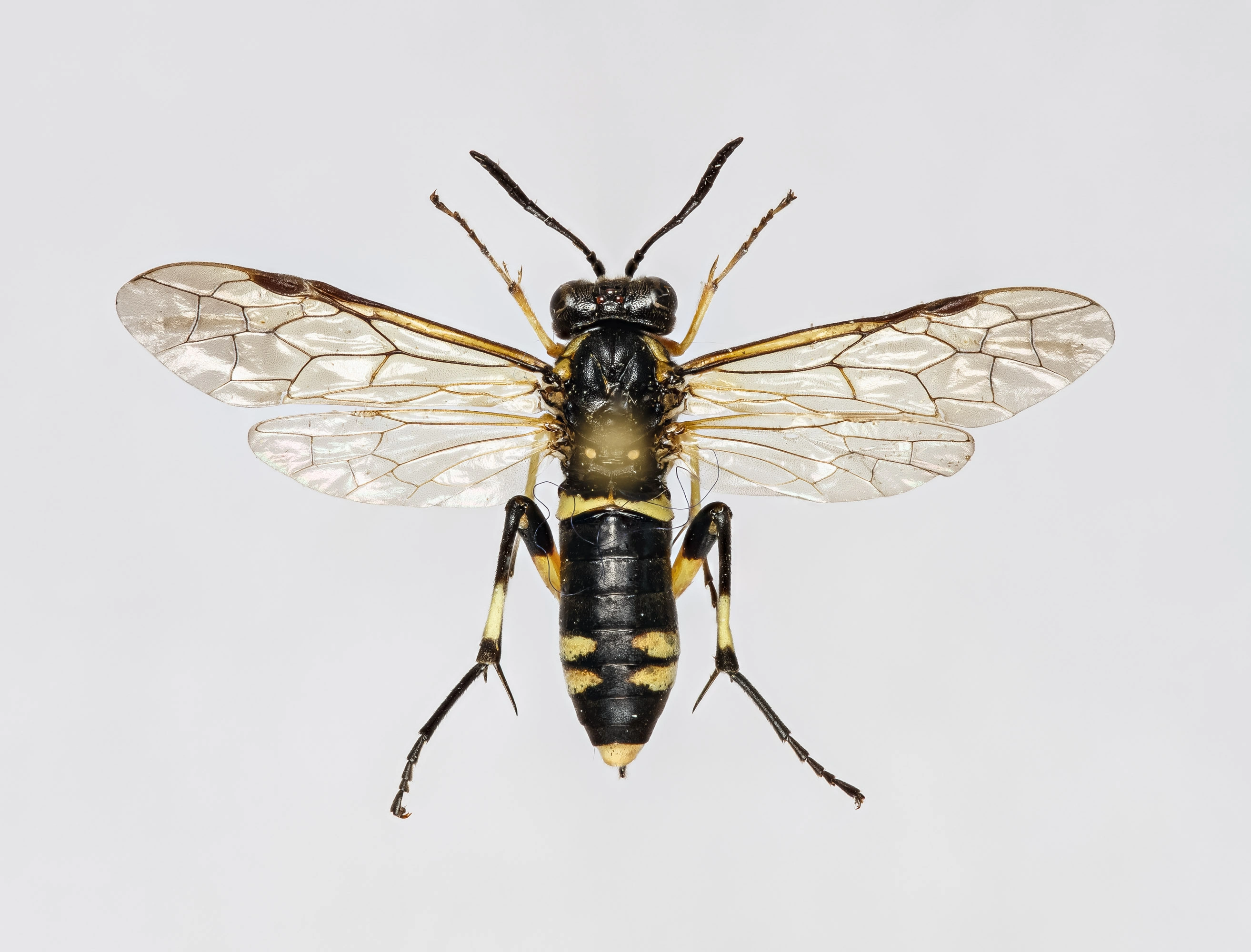 Bladvepser: Macrophya montana.