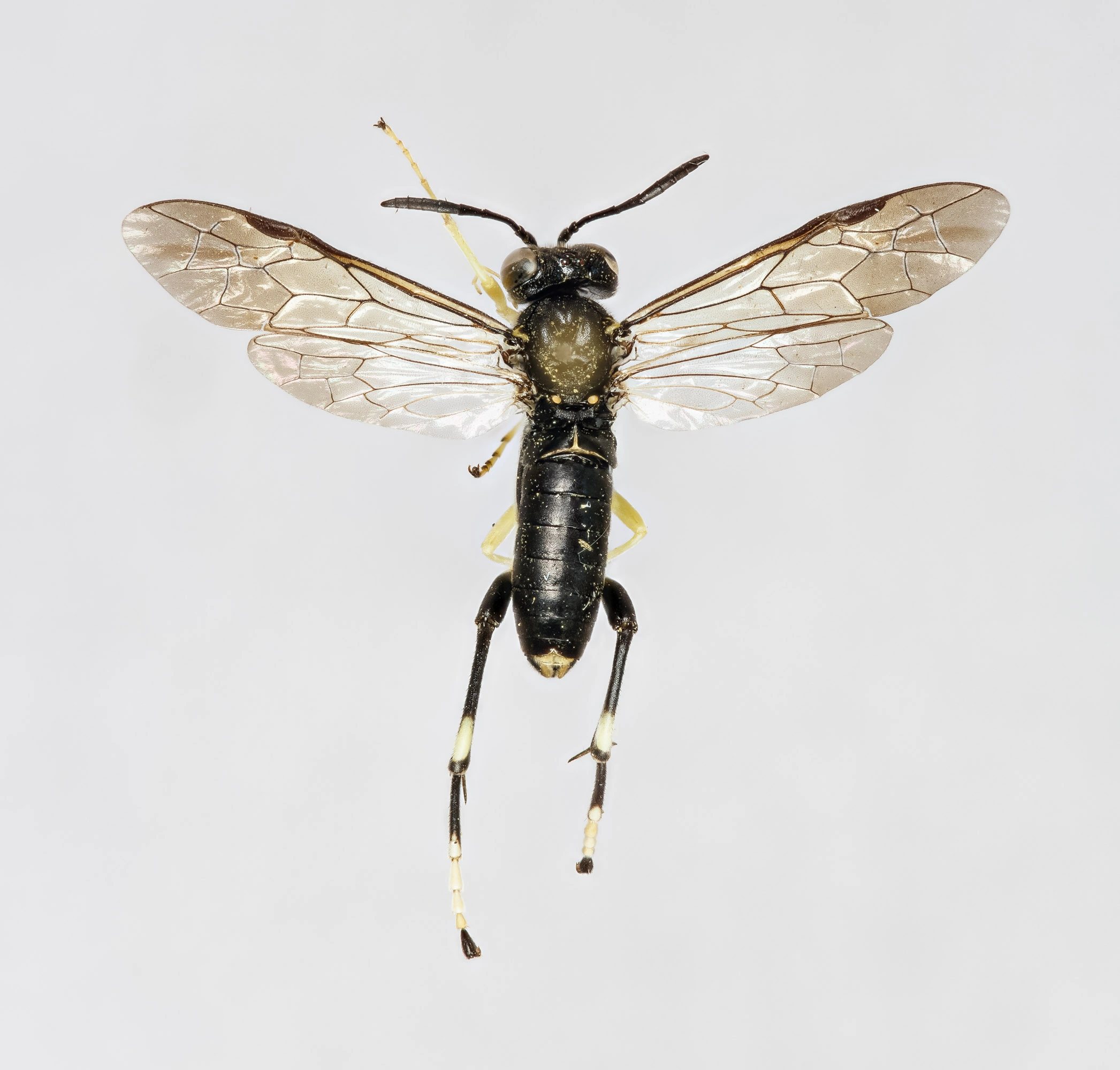 Plantevepser: Macrophya montana.