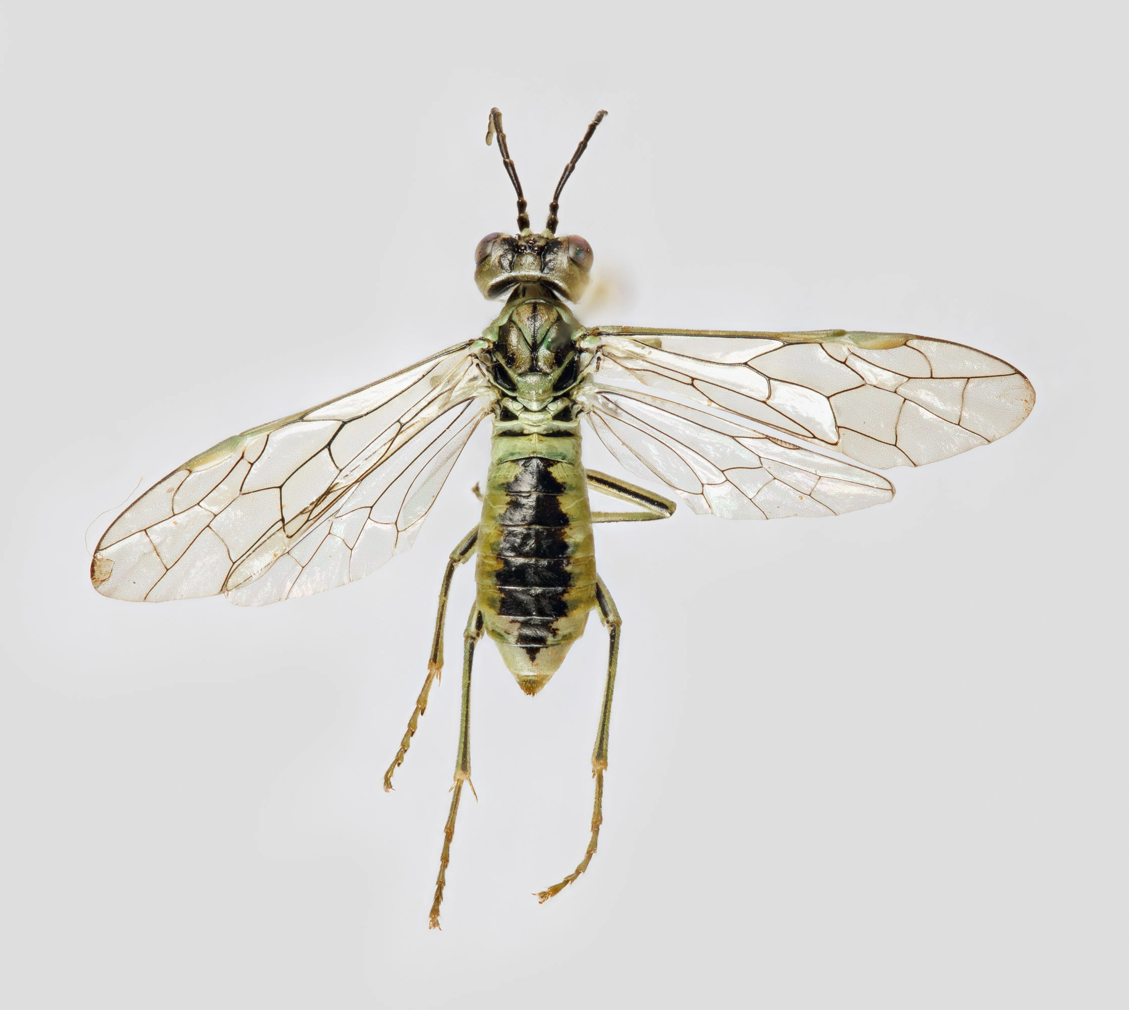 : Tenthredo olivacea.