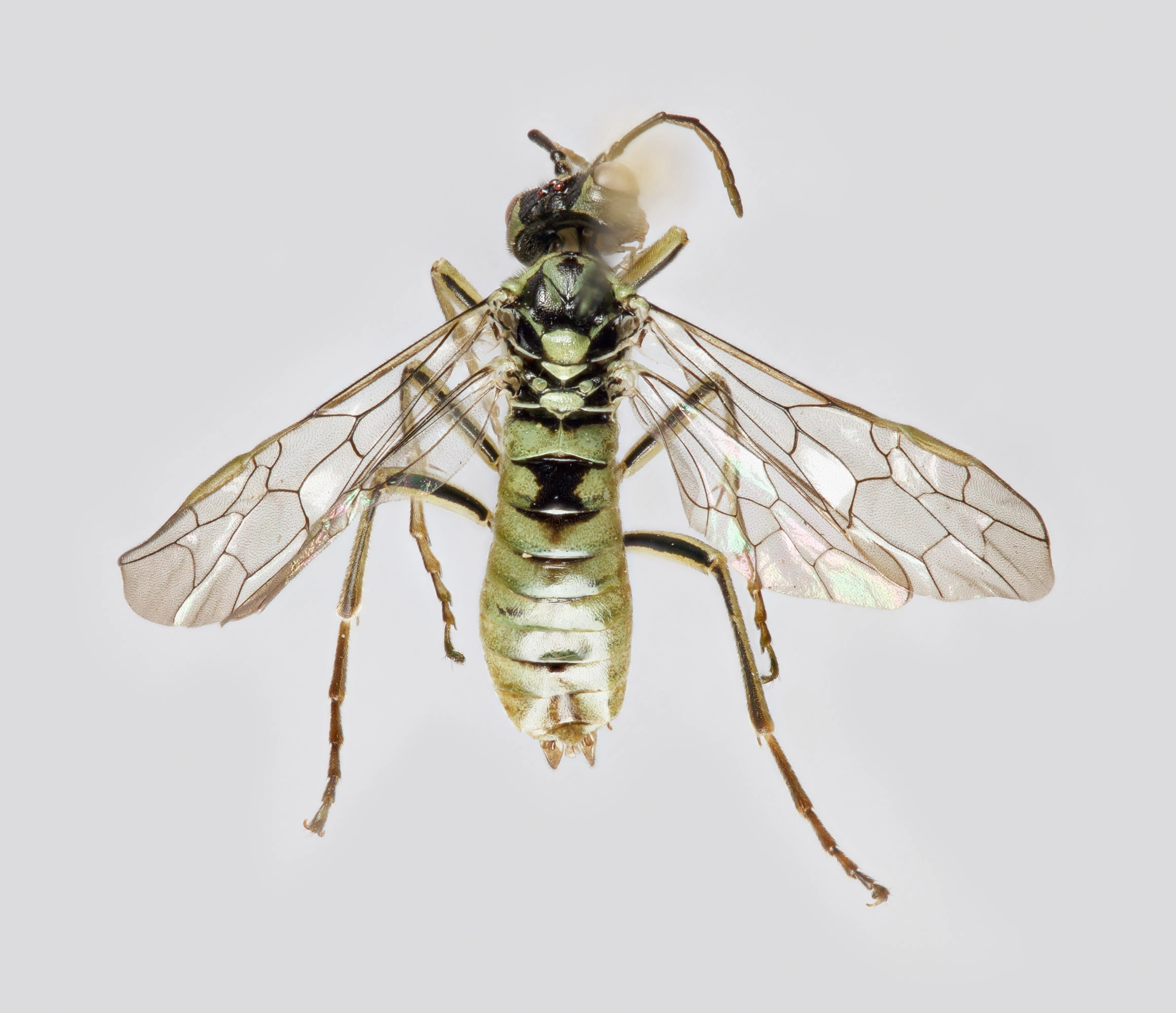 : Tenthredo olivacea.