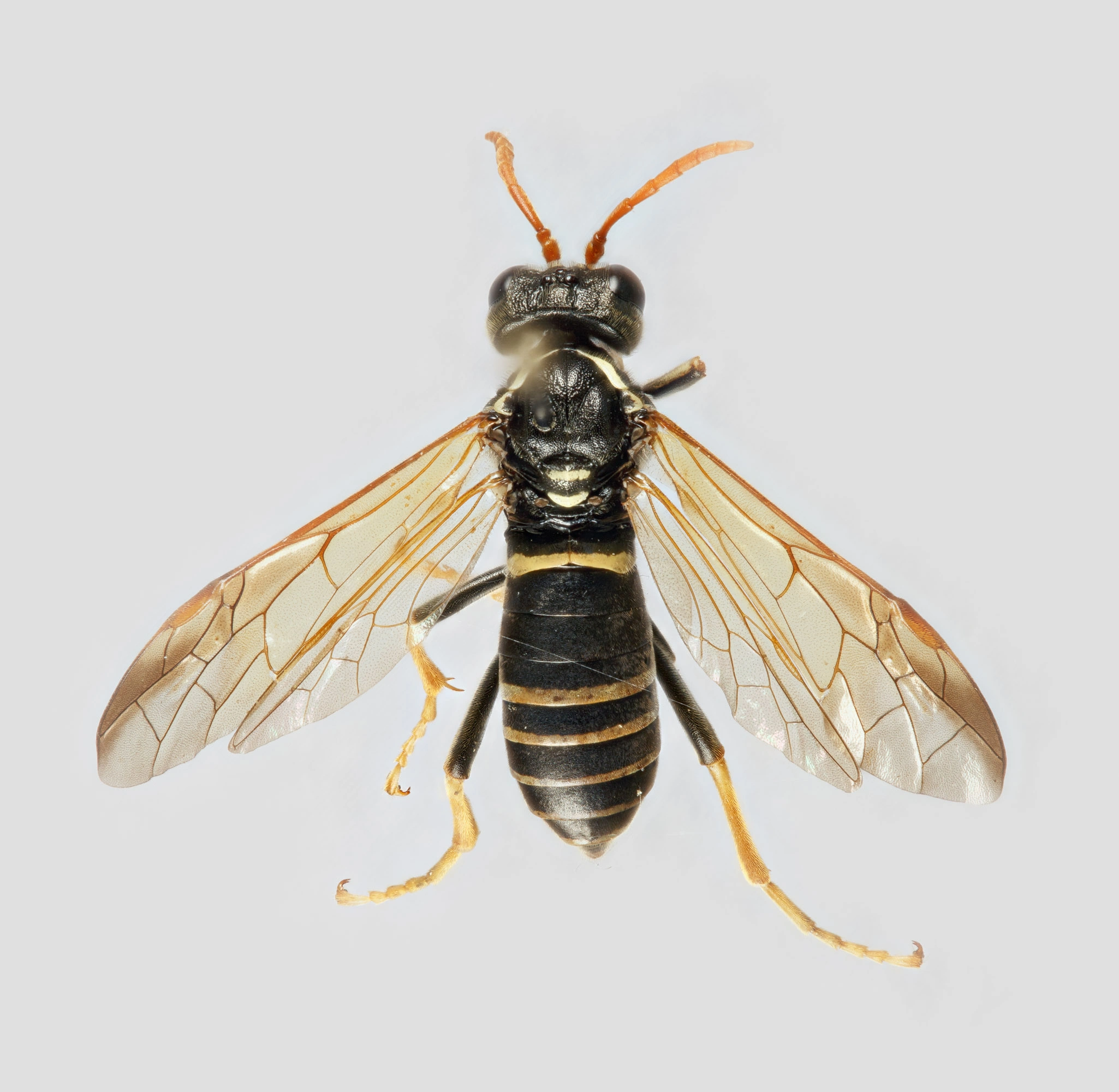 : Tenthredo scrophulariae.