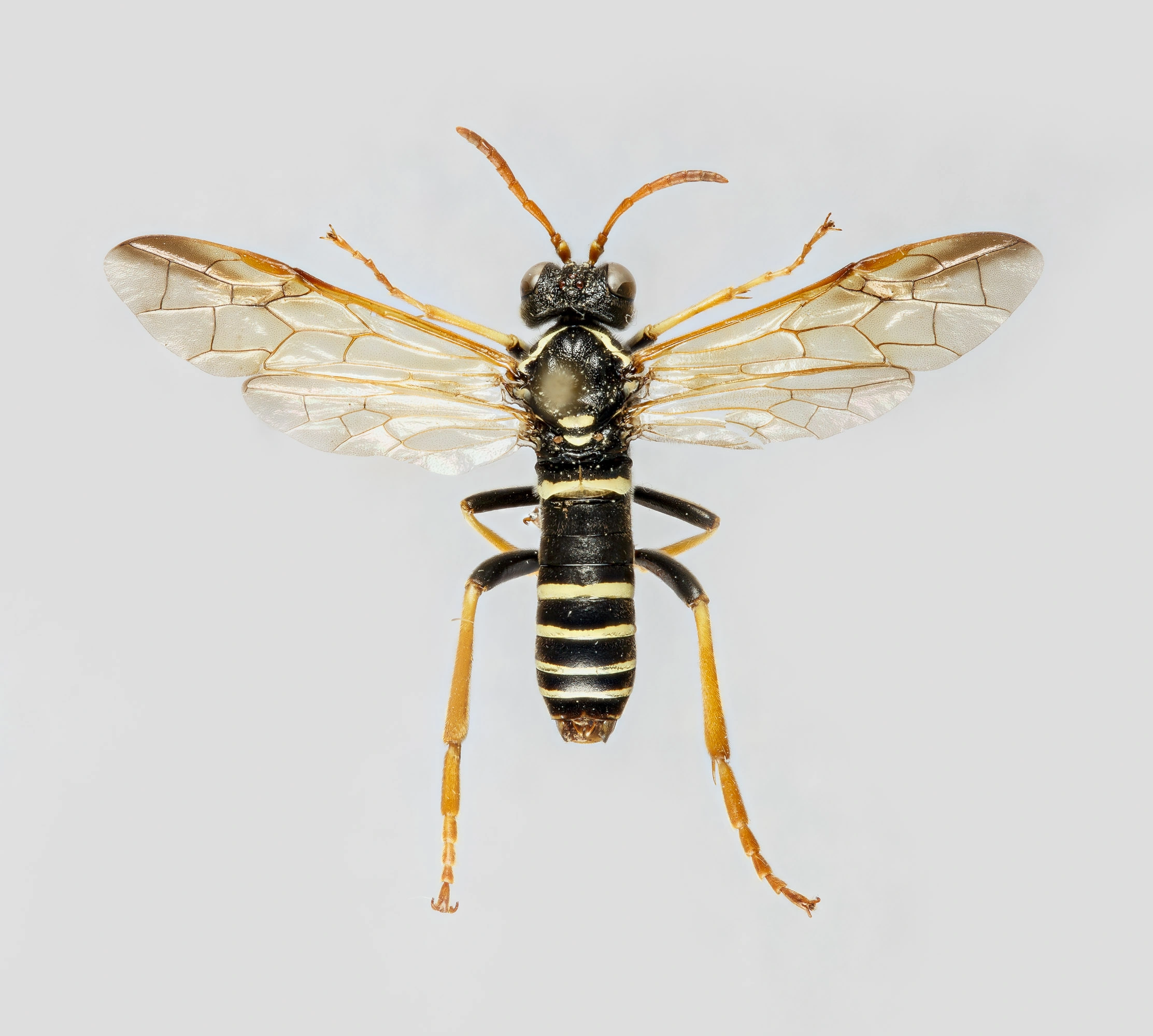 Bladvepser: Tenthredo scrophulariae.