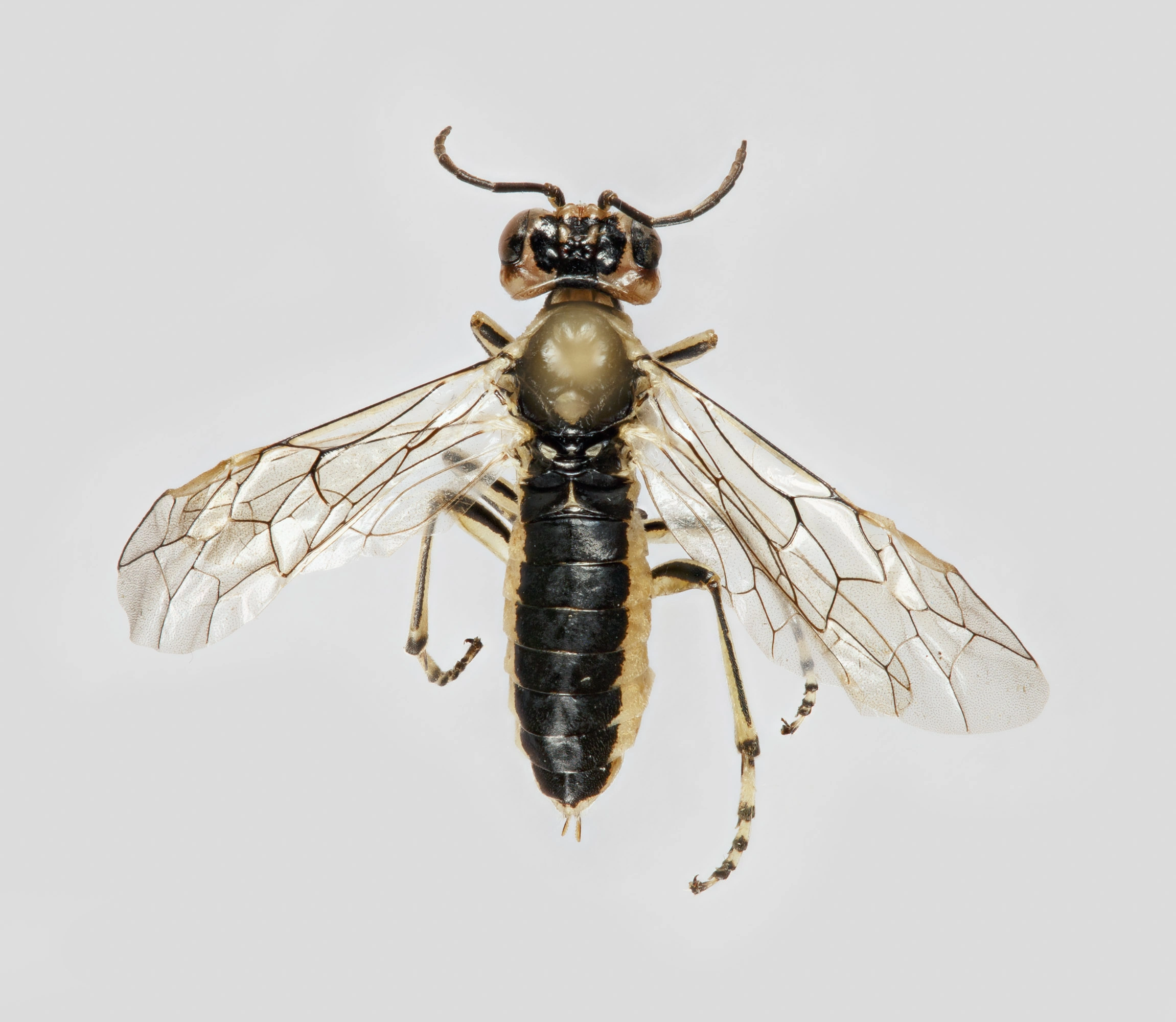 : Rhogogaster scalaris.