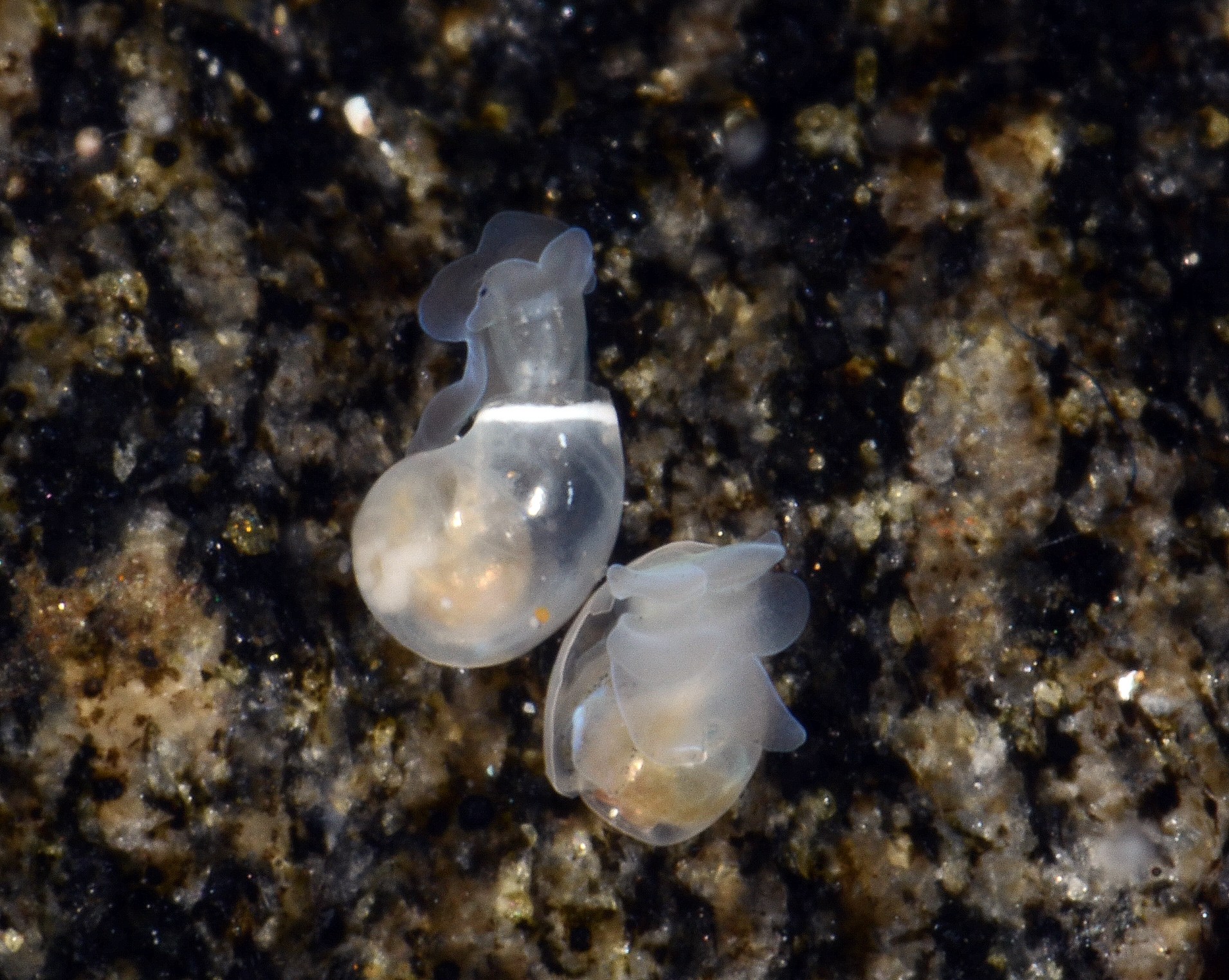 Snegler: Diaphana globosa.