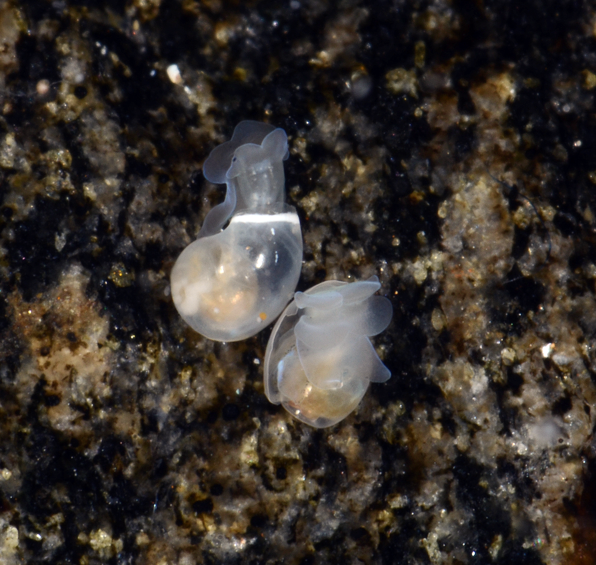 Snegler: Diaphana globosa.