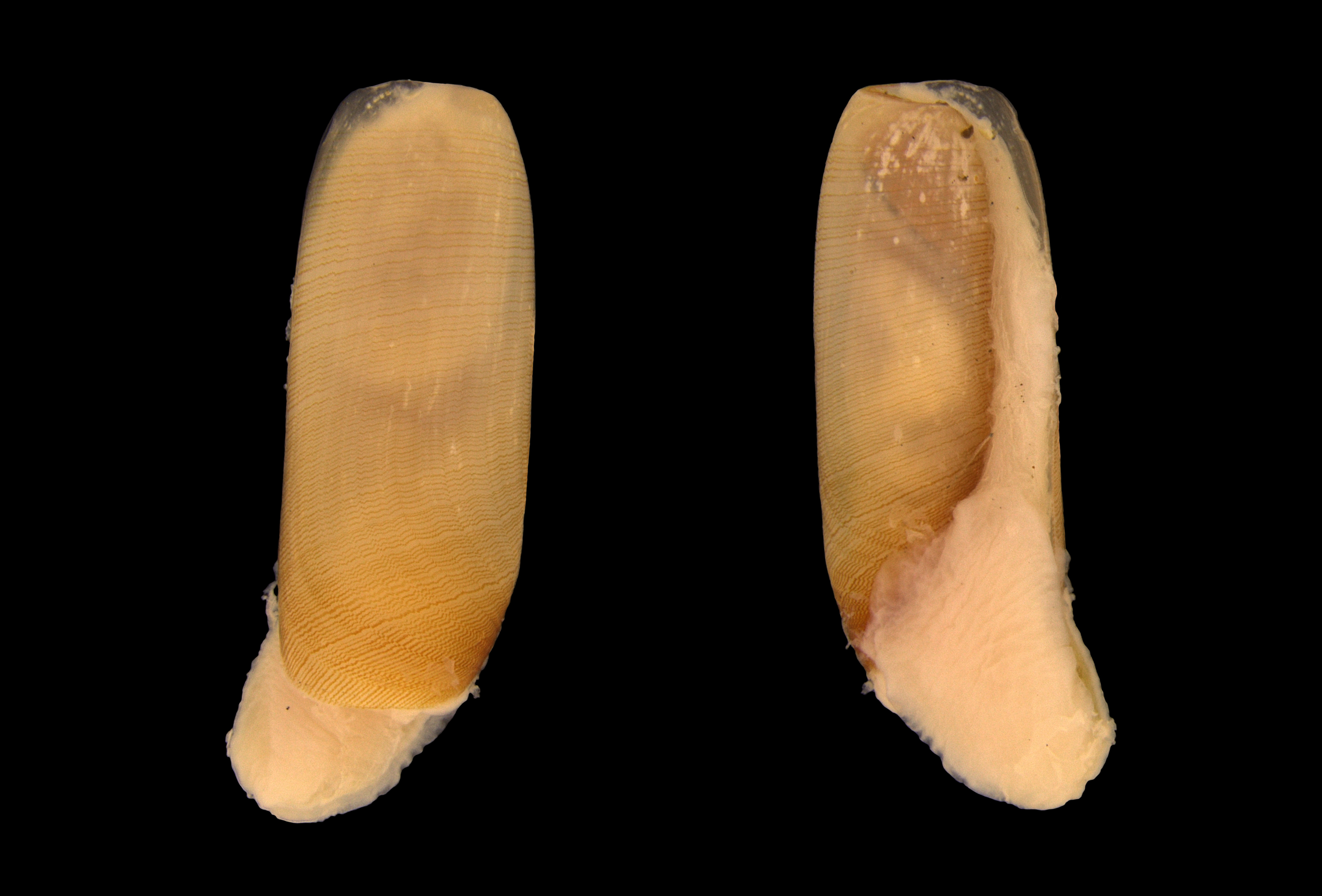 Boblesnegler: Cylichna cylindracea.