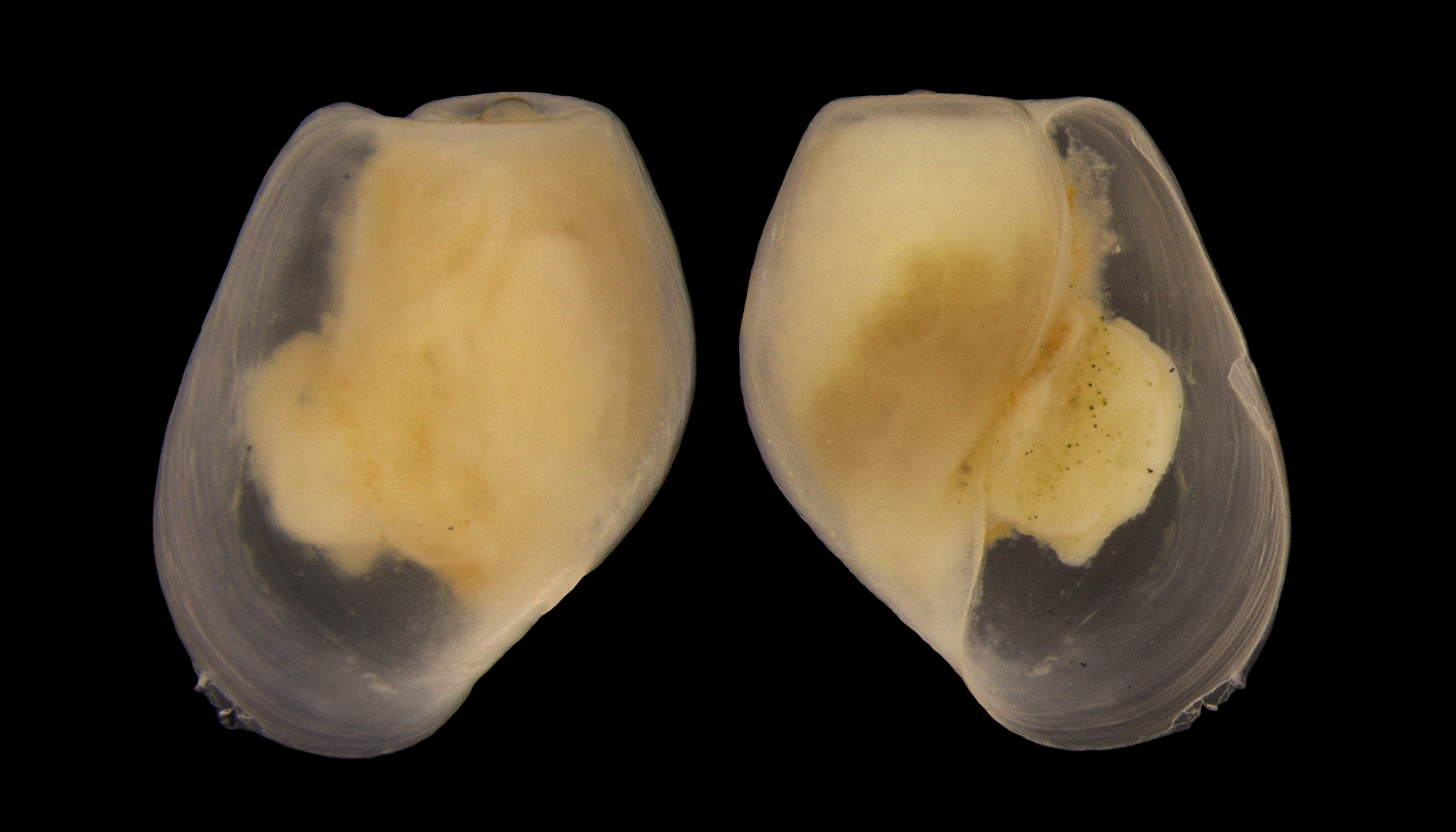 Boblesnegler: Diaphana minuta.