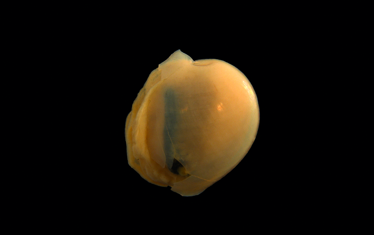 Snegler: Diaphana hiemalis.