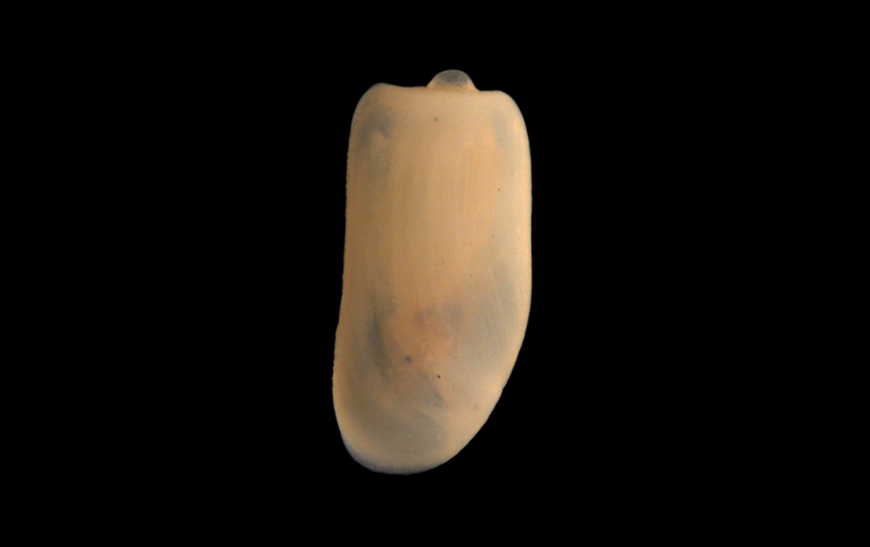 Flergjellesnegler: Retusa truncatula.